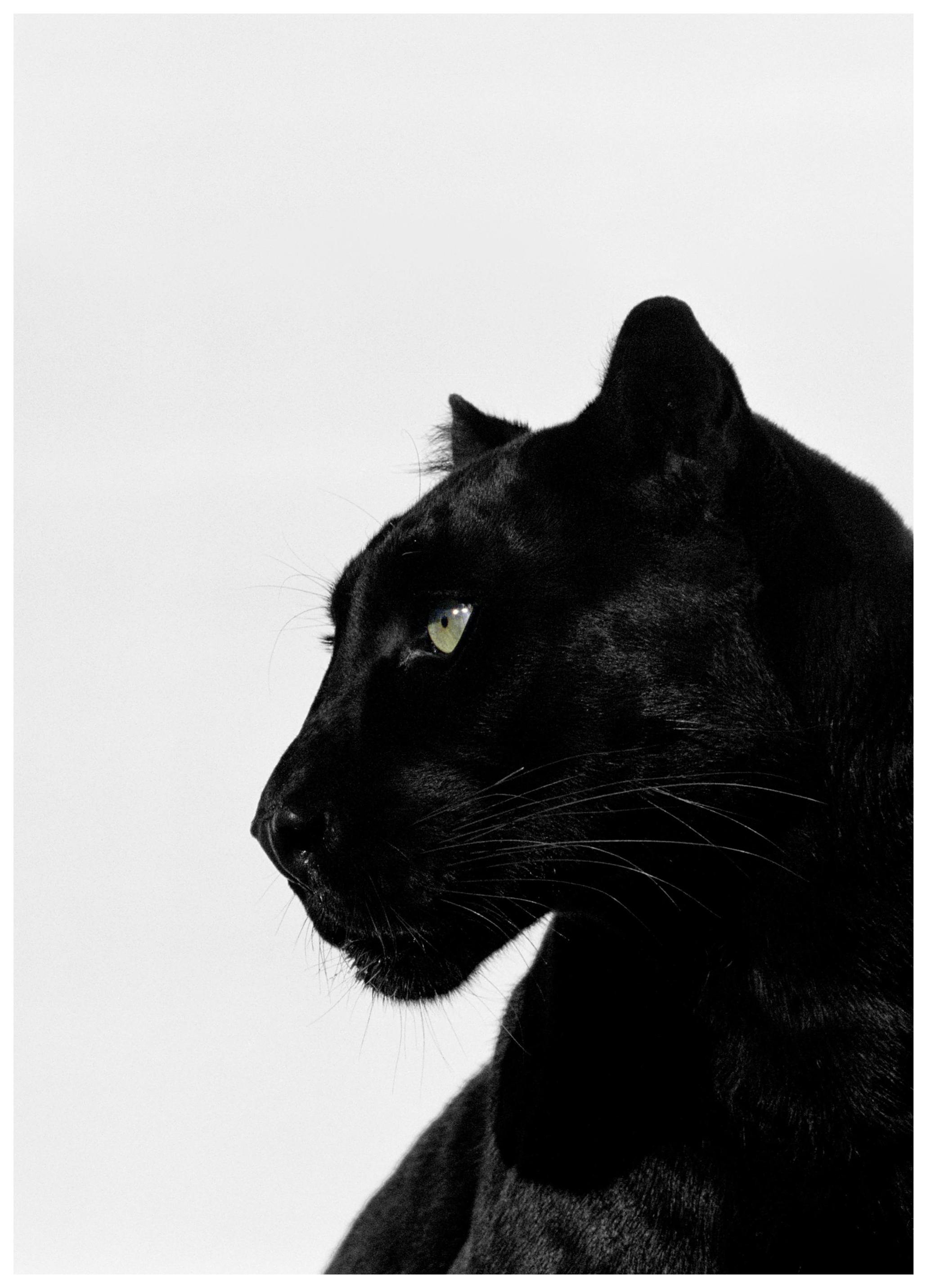 Black Panther Plakat (21x30 cm)- Fotografia