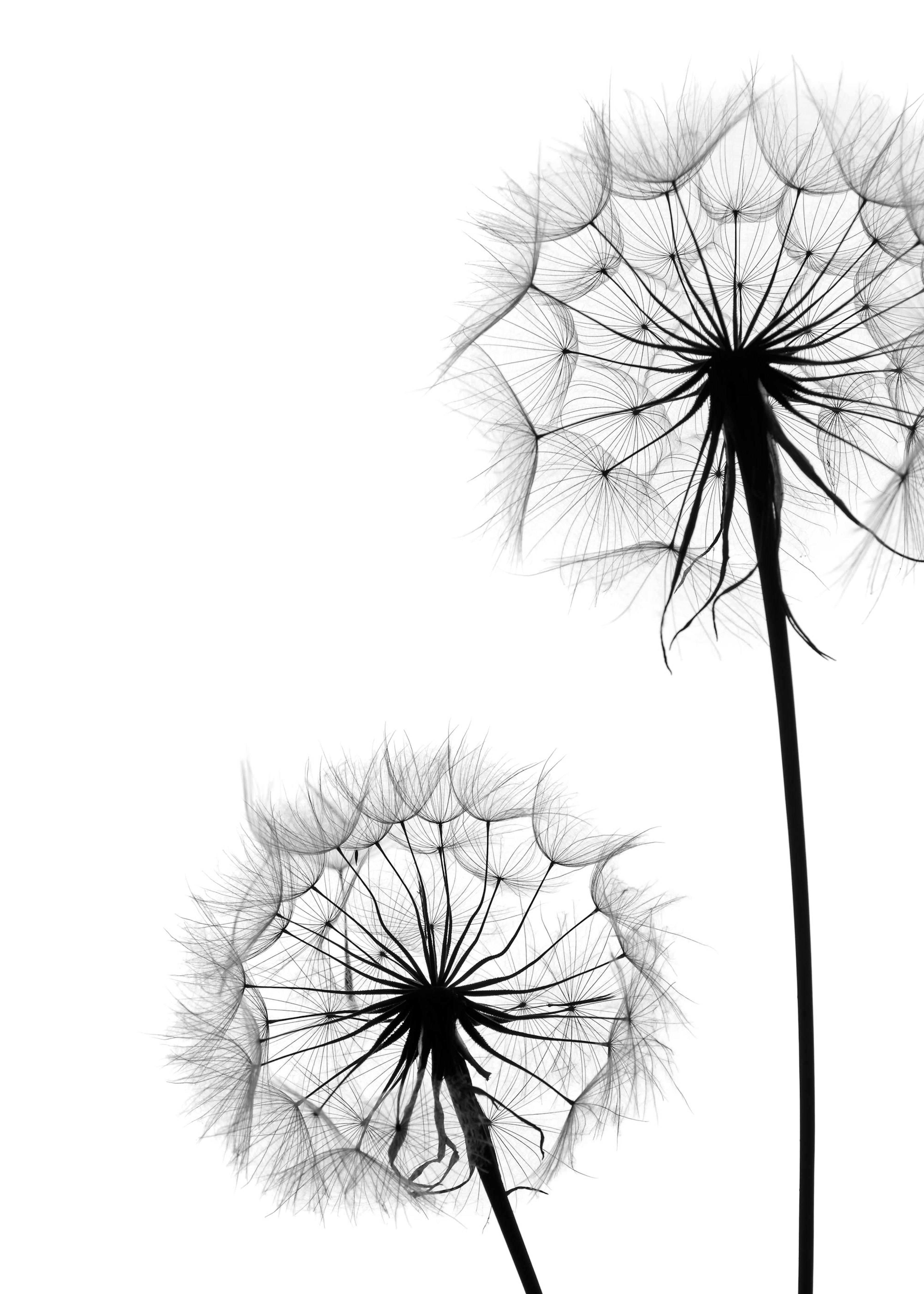Dandelion No1 Print 0