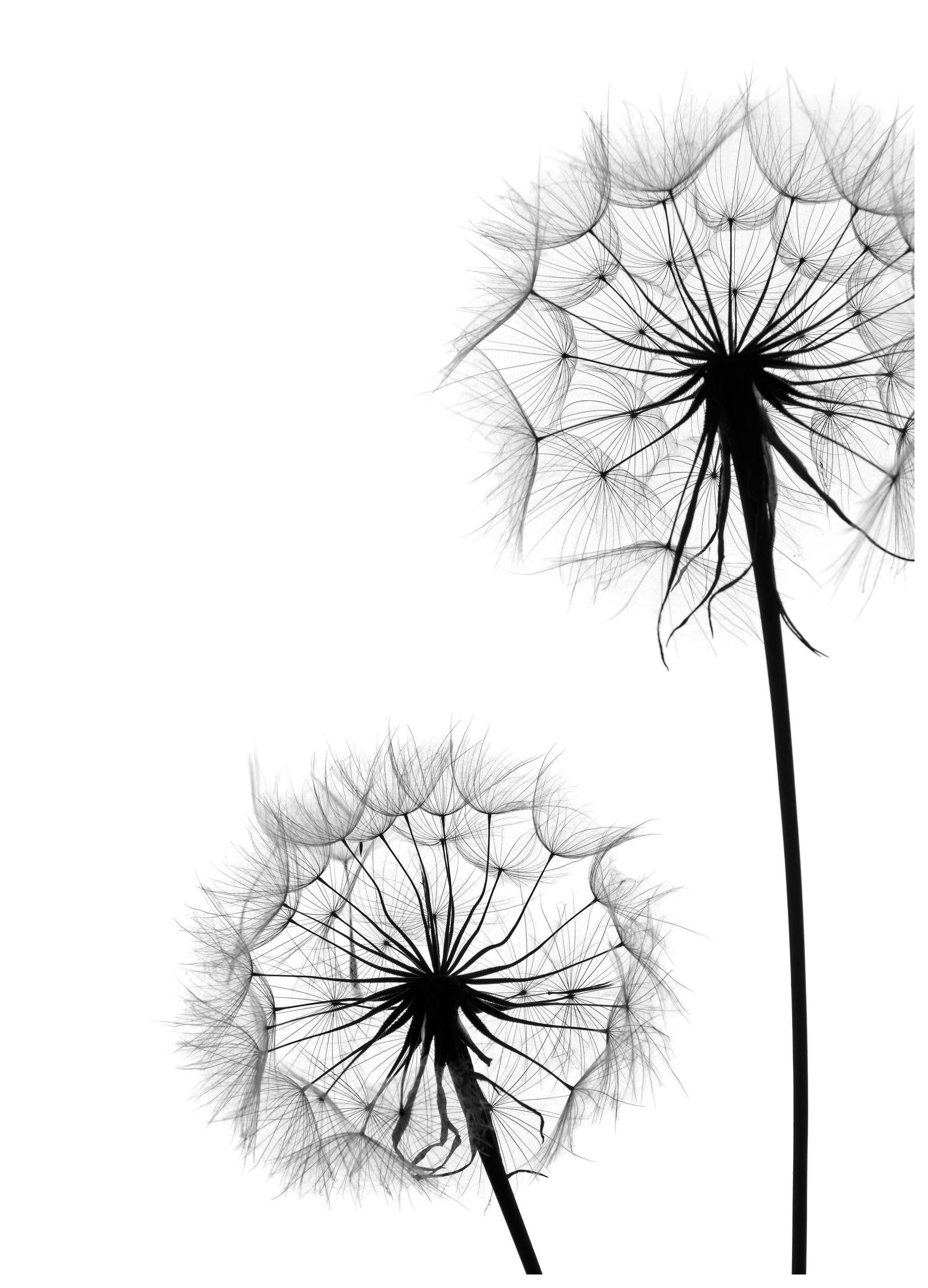 Dandelion No1 Poster (50x70 cm) - Zwart wit posters