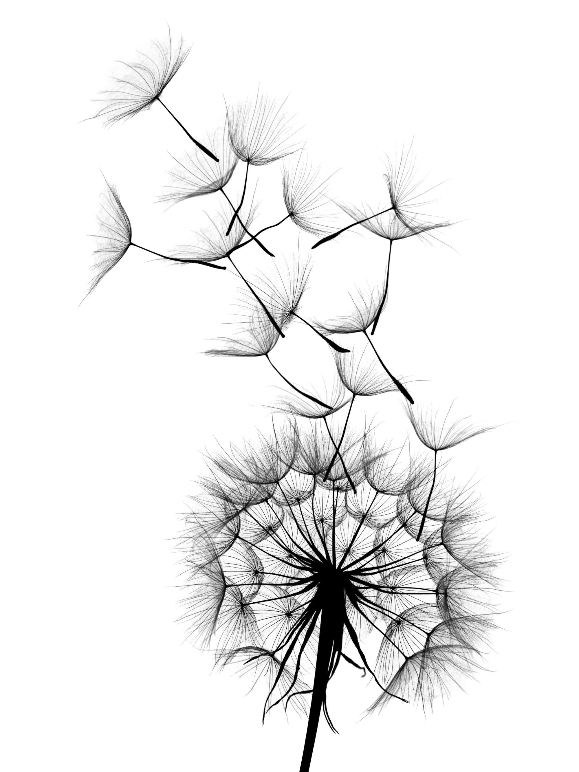 Dandelion No2 Poster 0