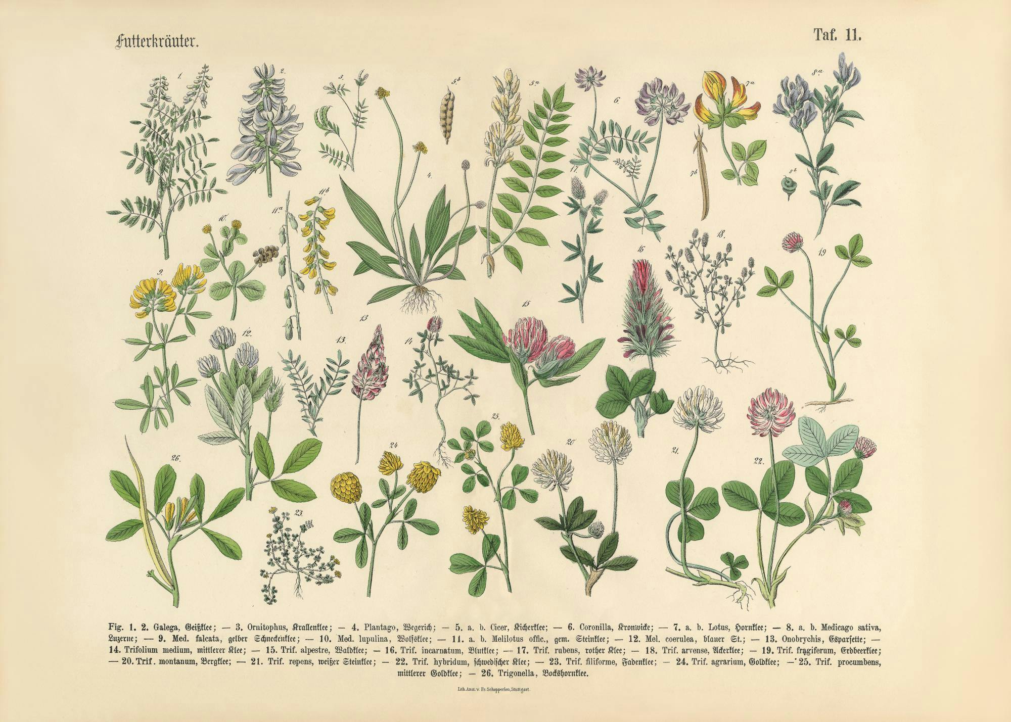 Botanical illustration of various Victorian garden plants and wildflowers, perfect for a vintage print.
