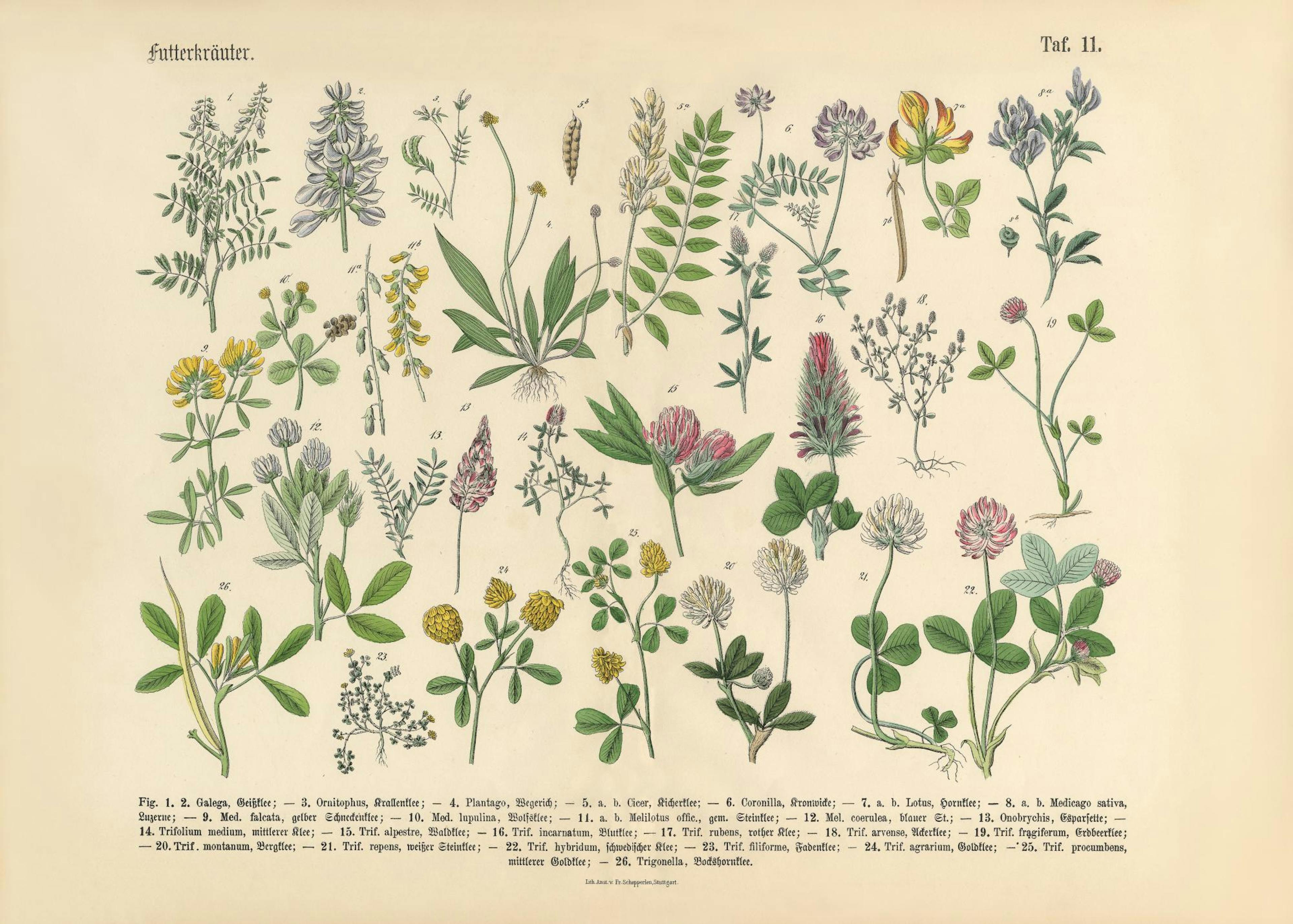 Victorian Garden No1 Print 0