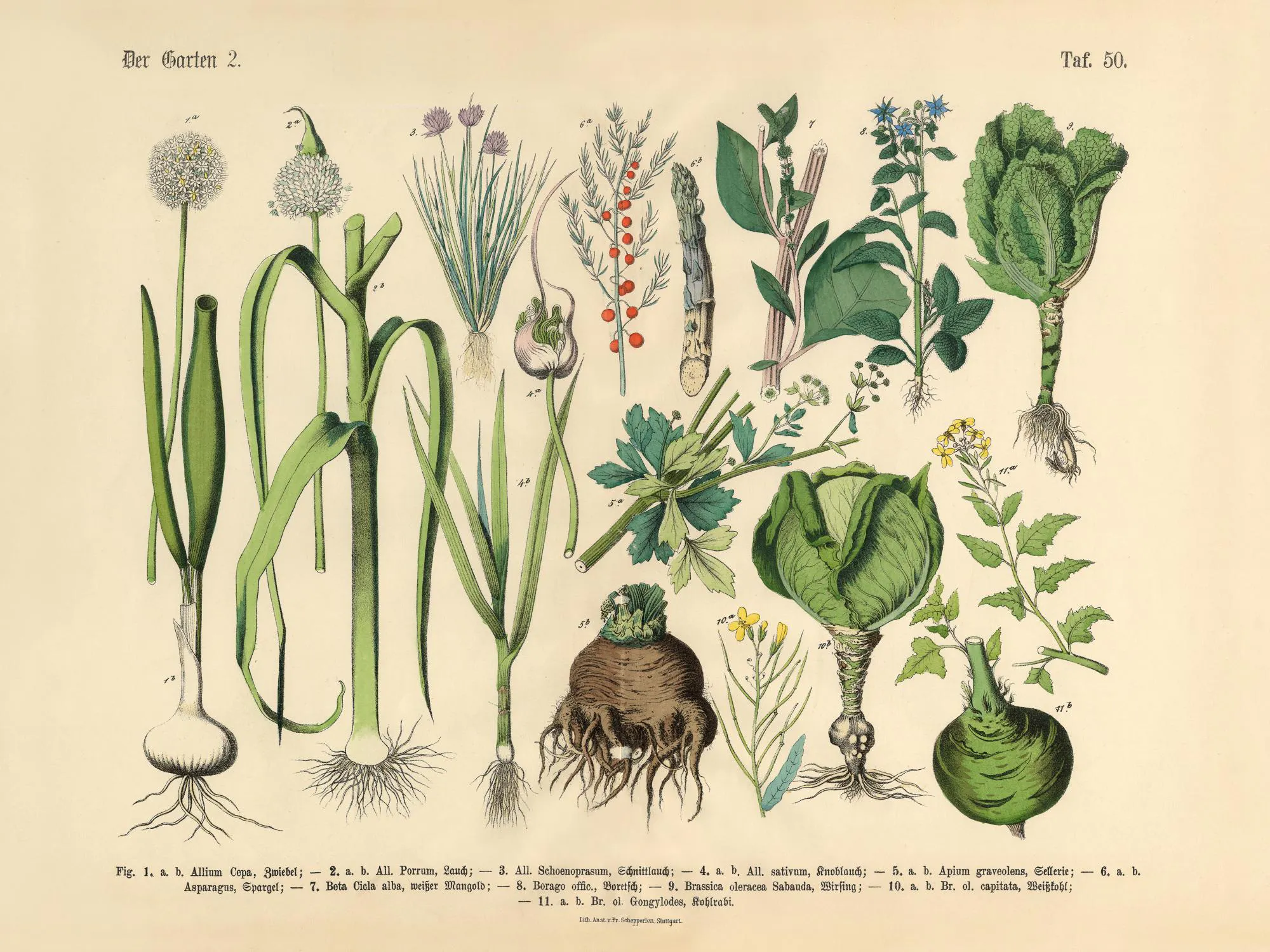 Vintage Botanik-Poster mit verschiedenen Gartenpflanzen und Gemüse, naturgetreue Darstellung, botanische Illustration.