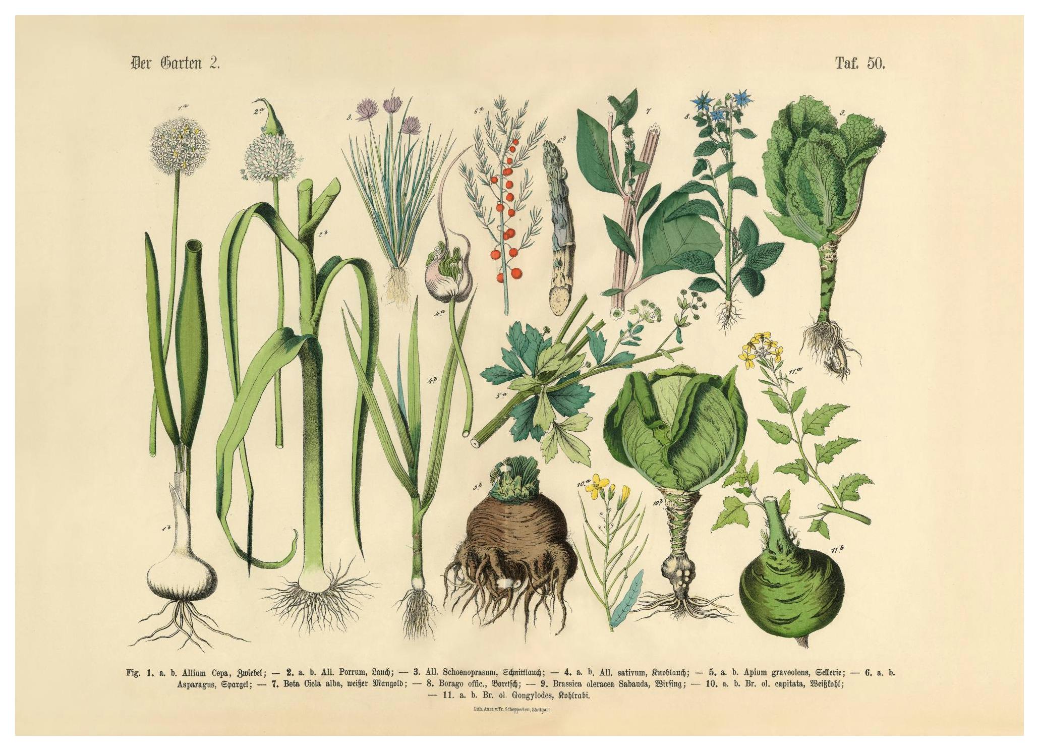 Victorian Garden No2 Plakat (30x40 cm)- Plakaty retro