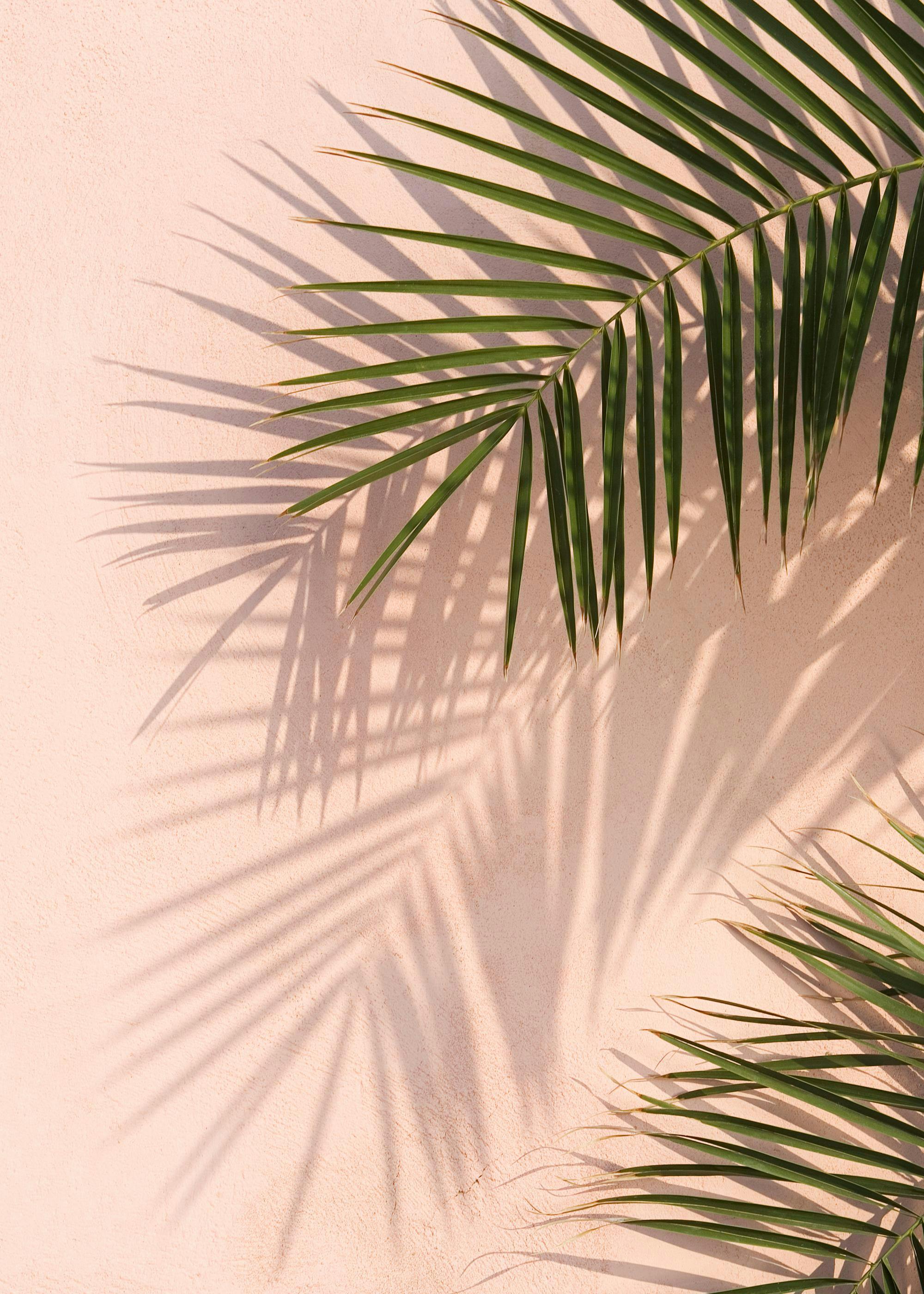 Groene palmbladeren met schaduwen op een lichtroze muur, botanische kunstposter