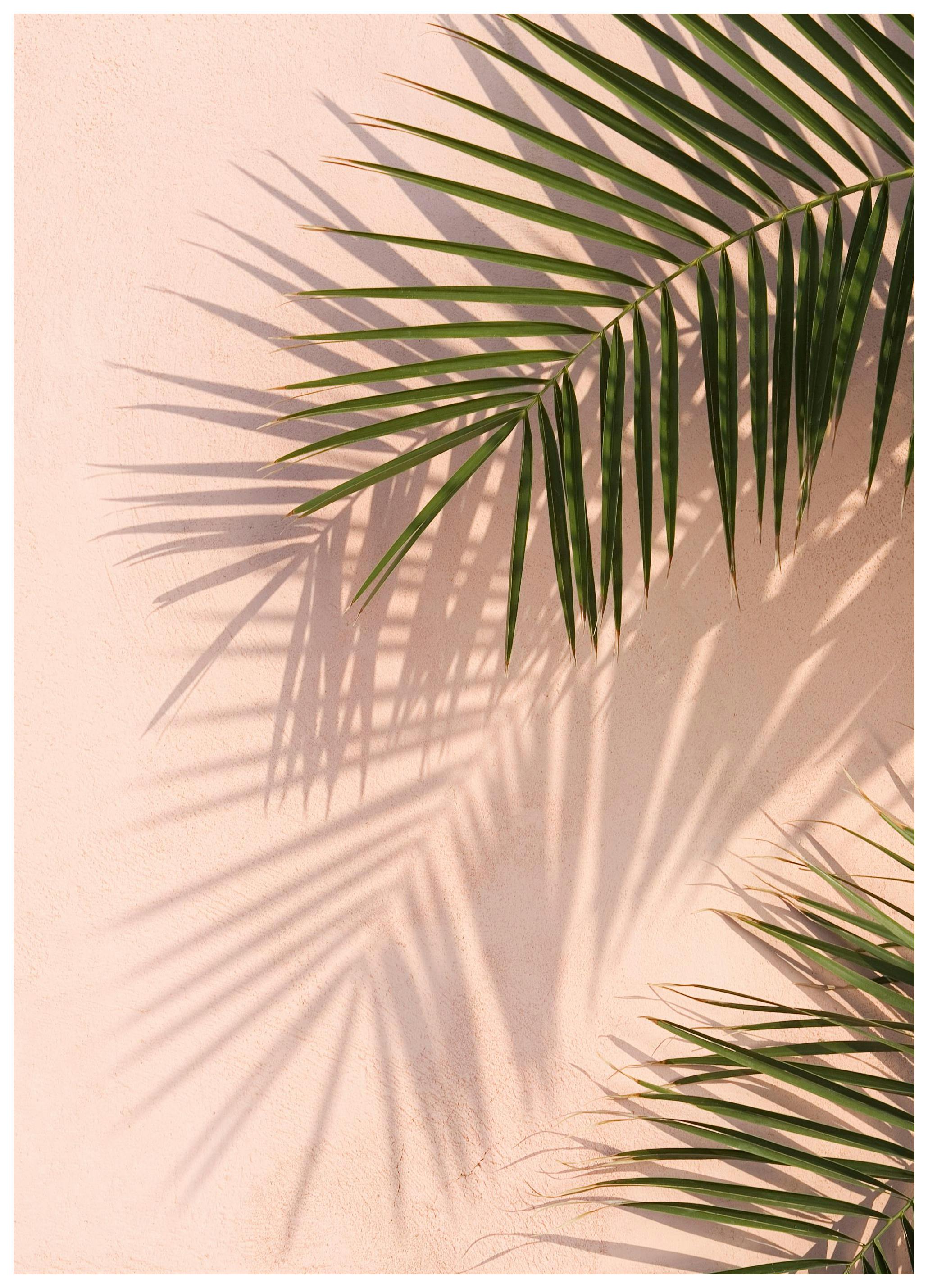 Pink Palm Affiche (50x70 cm) - Photographies