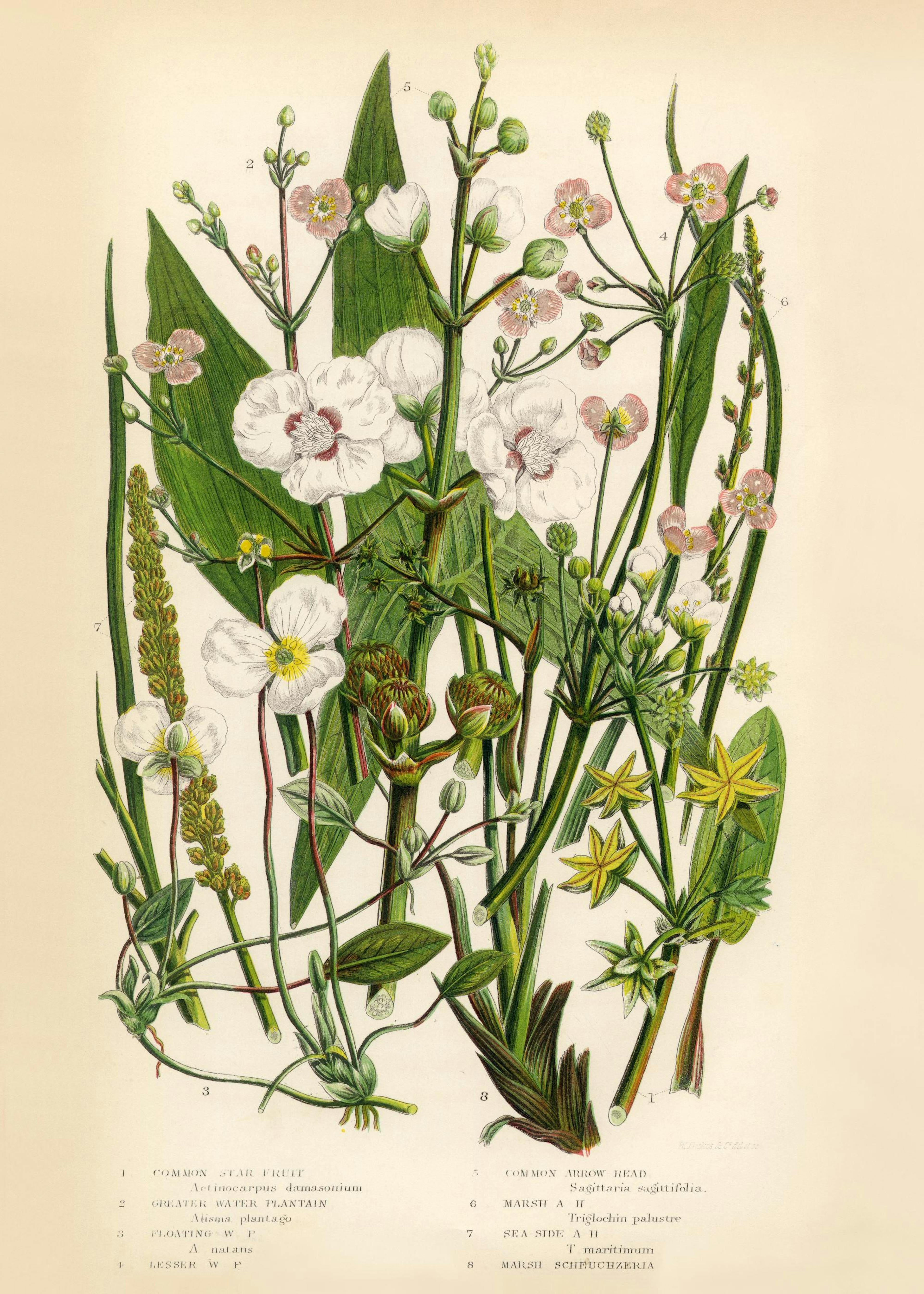Vintage Flowers One Print 0