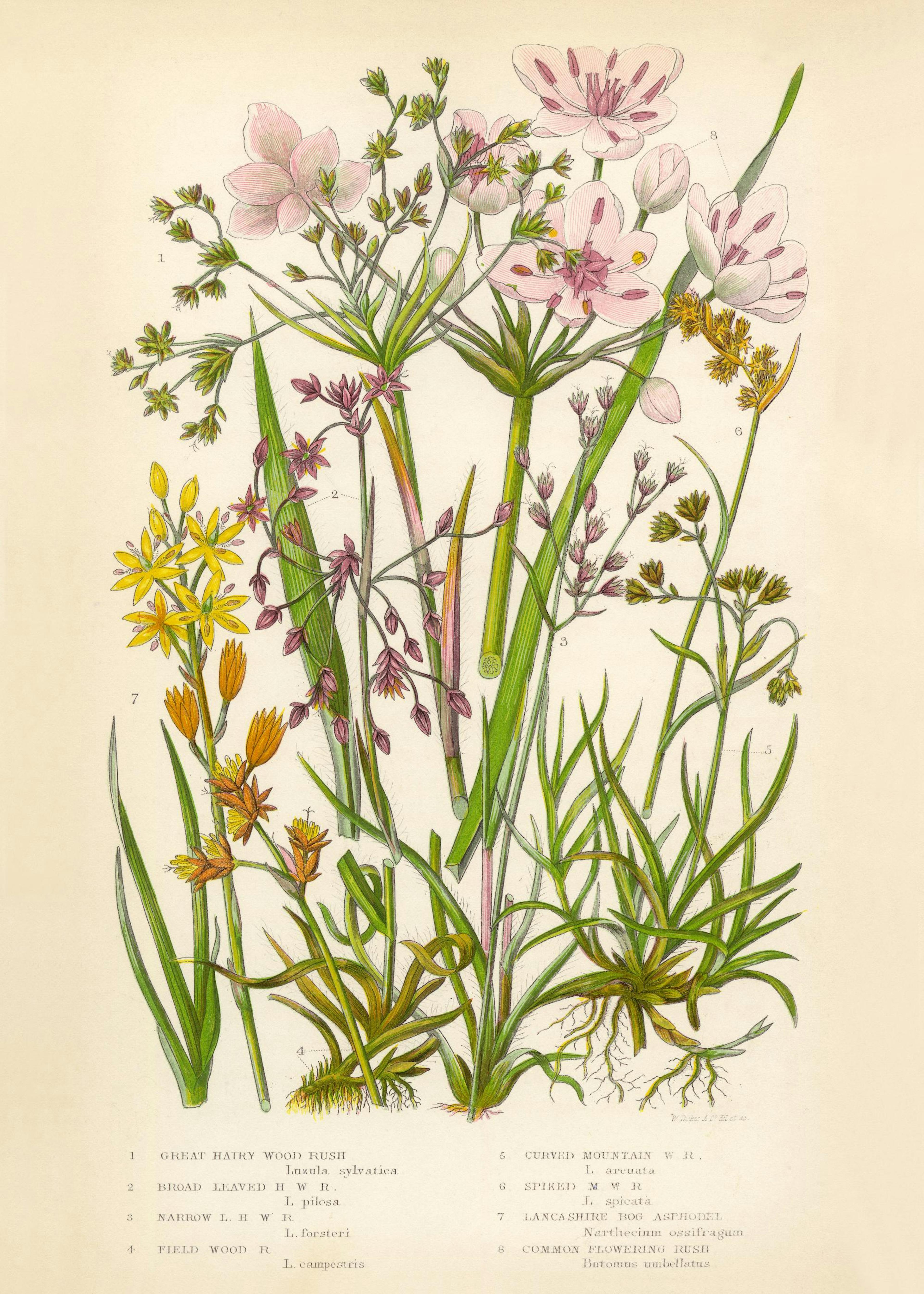 Vintage Flowers Two Print 0