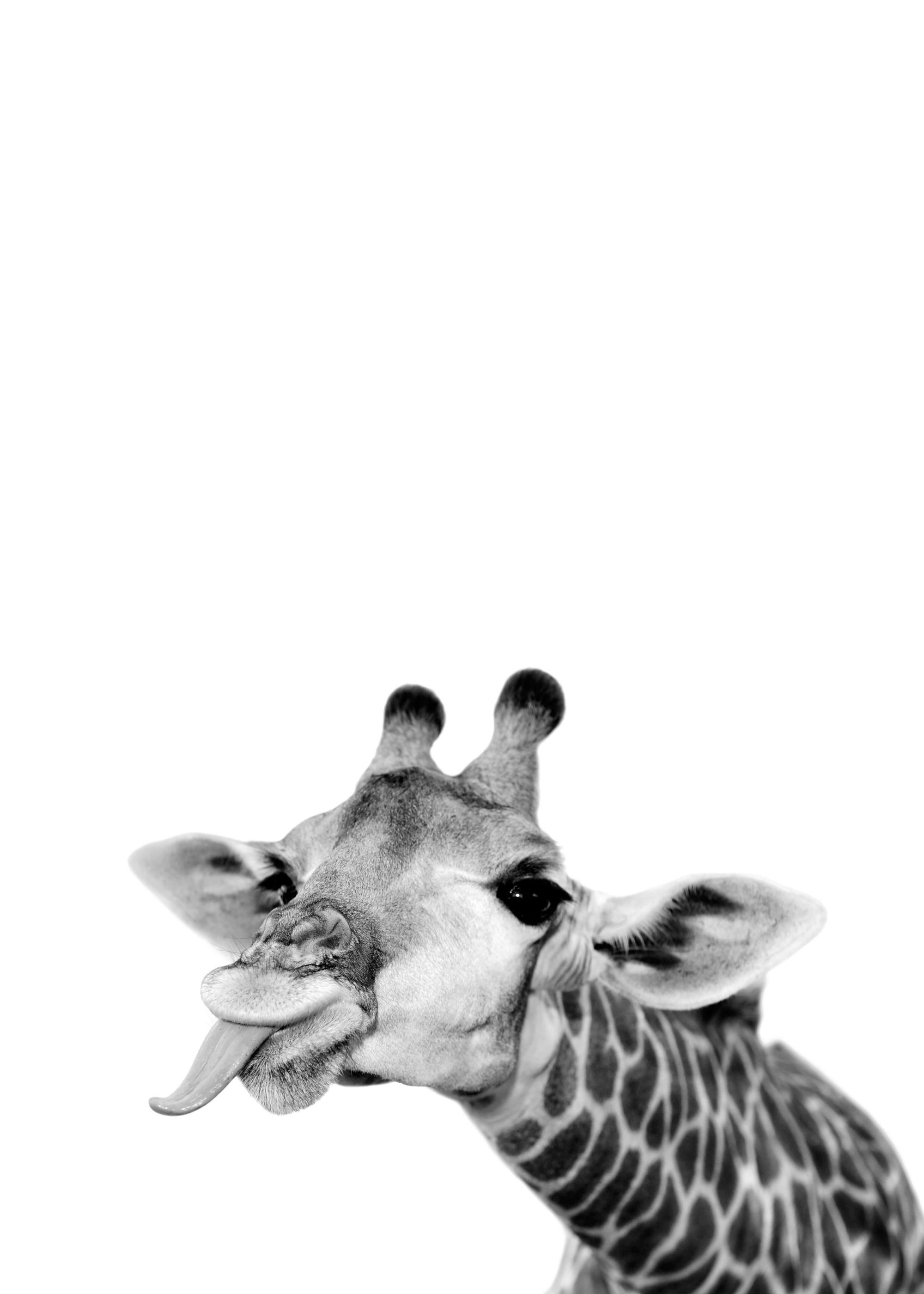 Schwarz-weiß-Fotografie einer Giraffe, die die Zunge herausstreckt, Tierporträt, verspieltes Tierposter