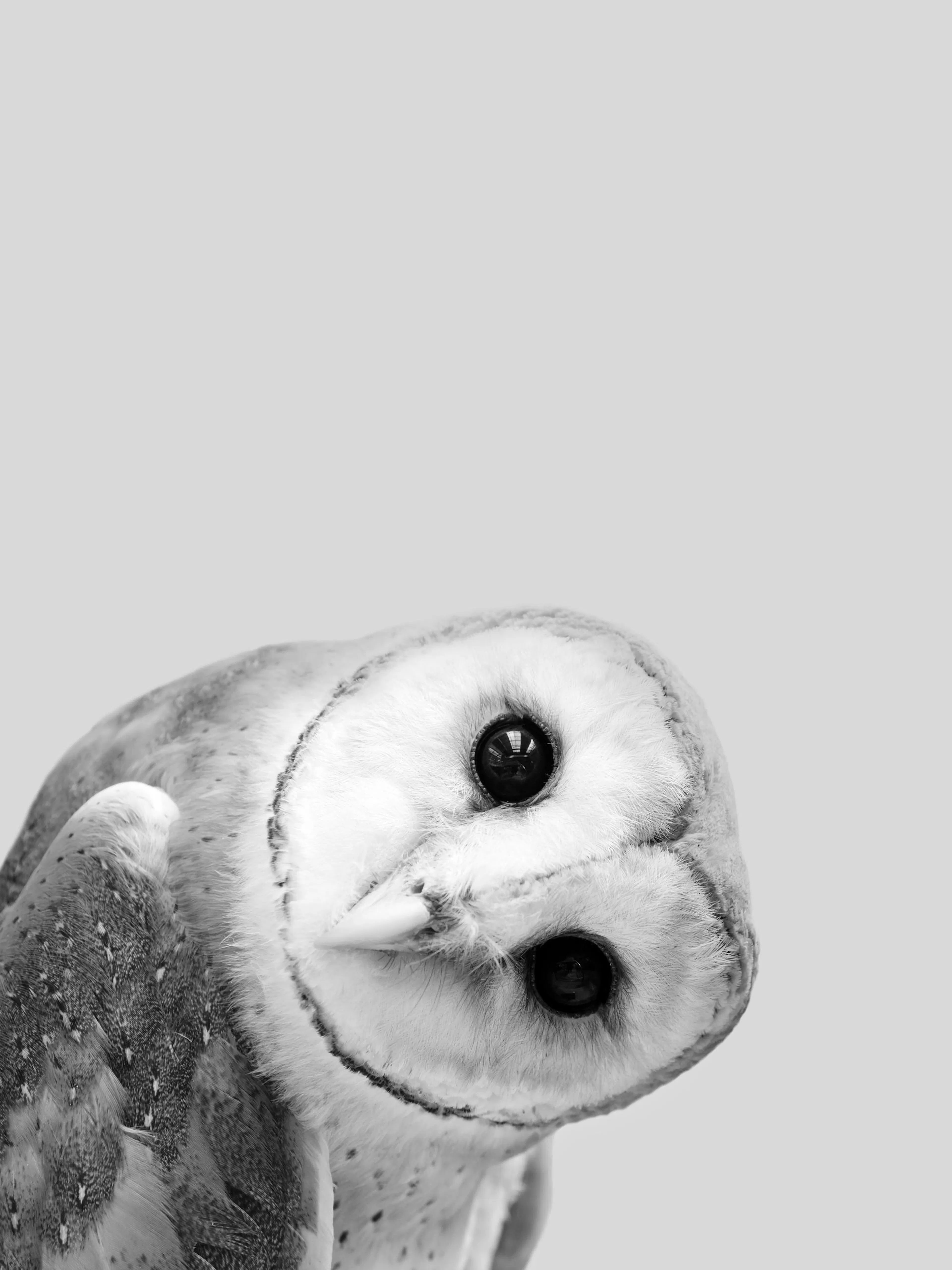 Black and white owl poster with a barn owl peeking from the bottom right on a grey background.
