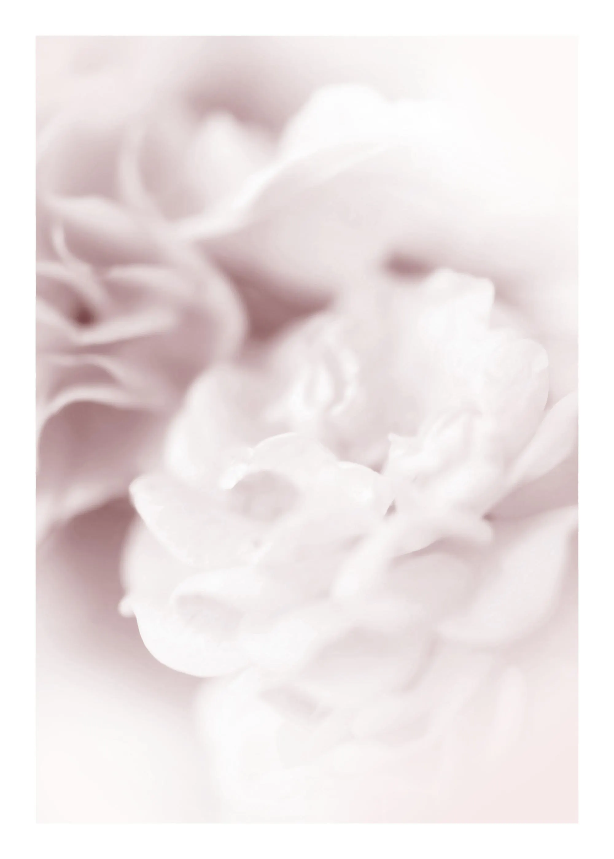 Soft focus botanical photography poster of pale pink roses, capturing delicate petals and a serene atmosphere.