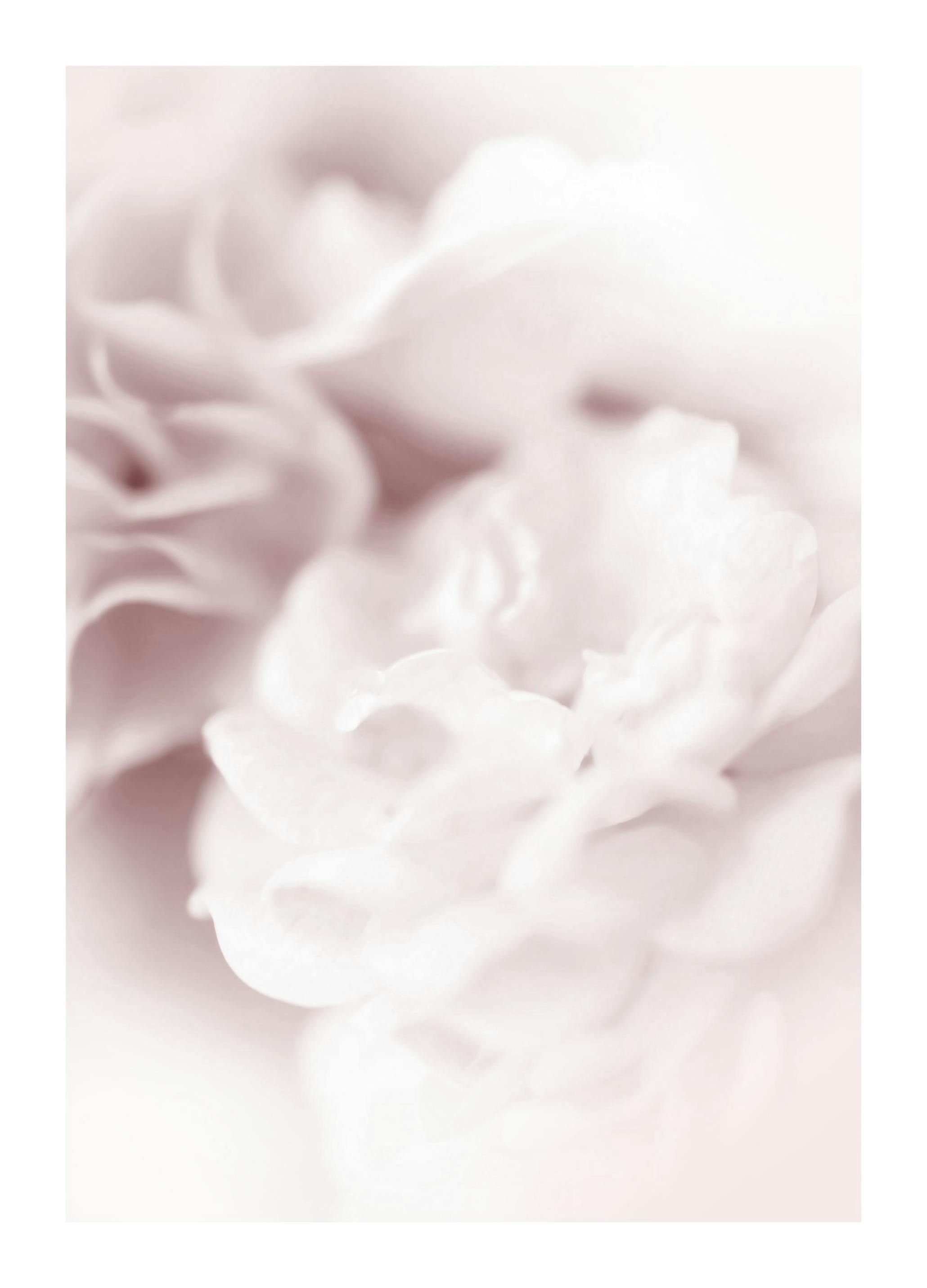 Dusty Pearl Poster (50x70 cm)