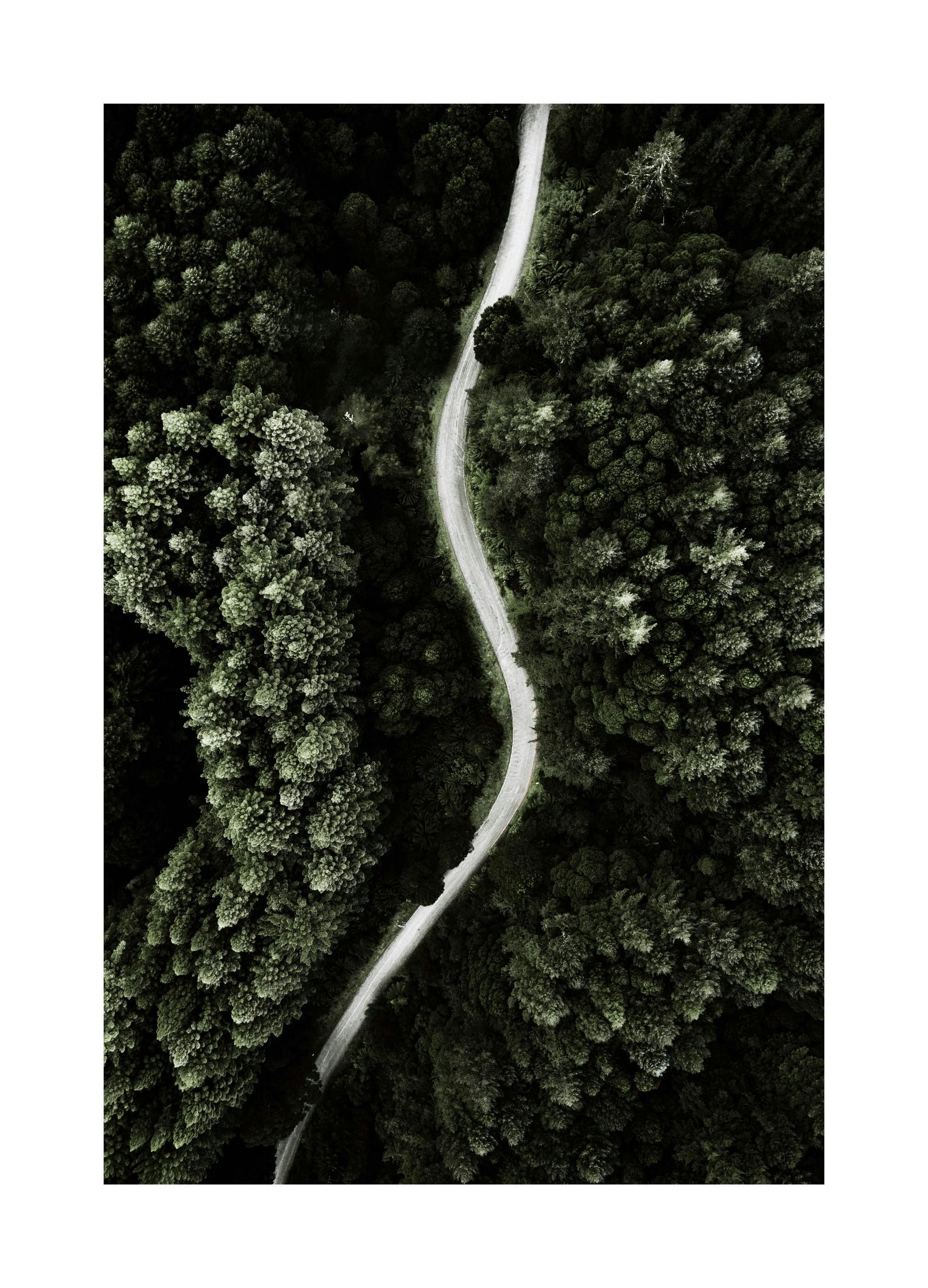 Prints - Forest Above Print (30x40 cm) - Nature prints