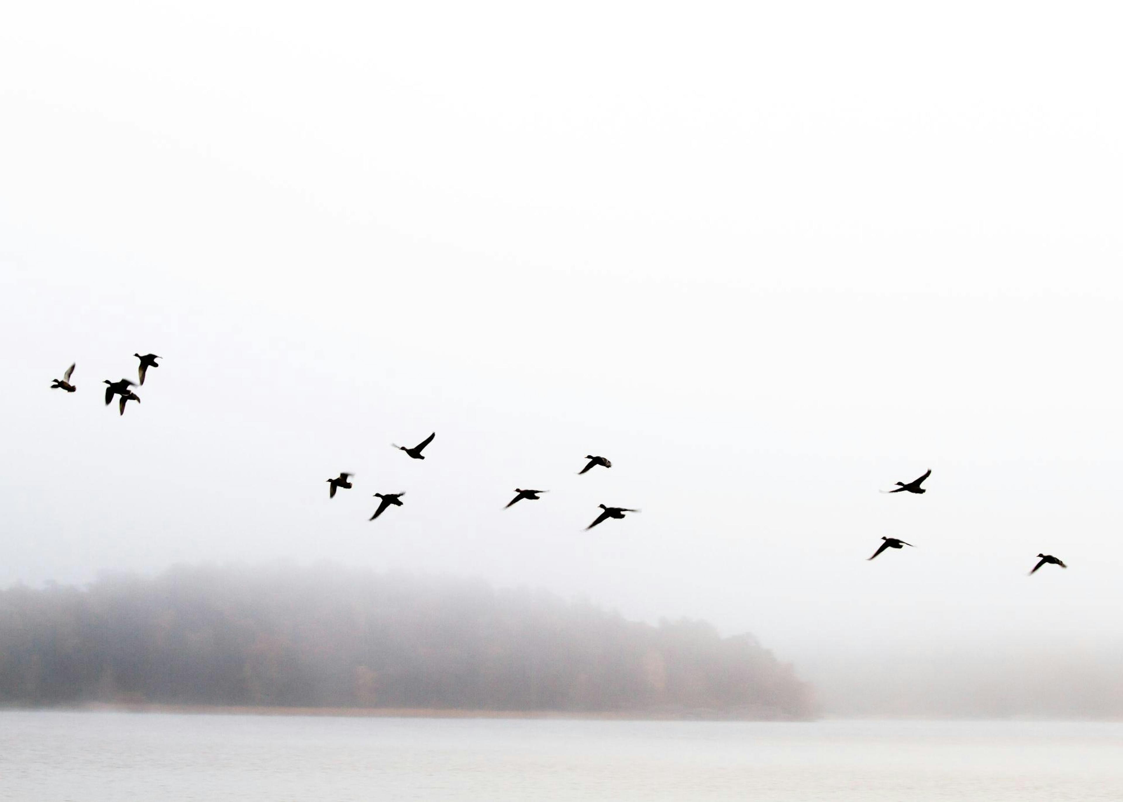 Birds Over Lake Poster 0