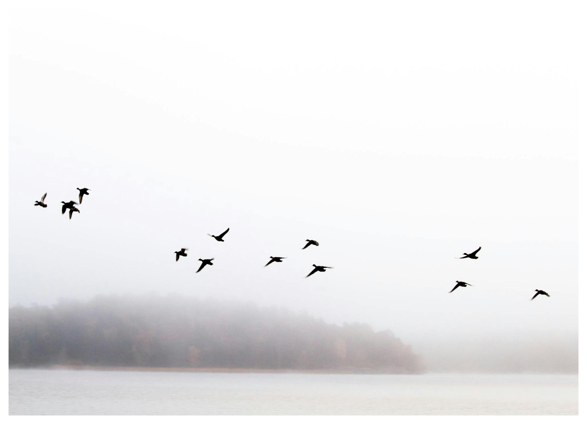 Birds Over Lake Poster (50x70 cm) - Natuur posters