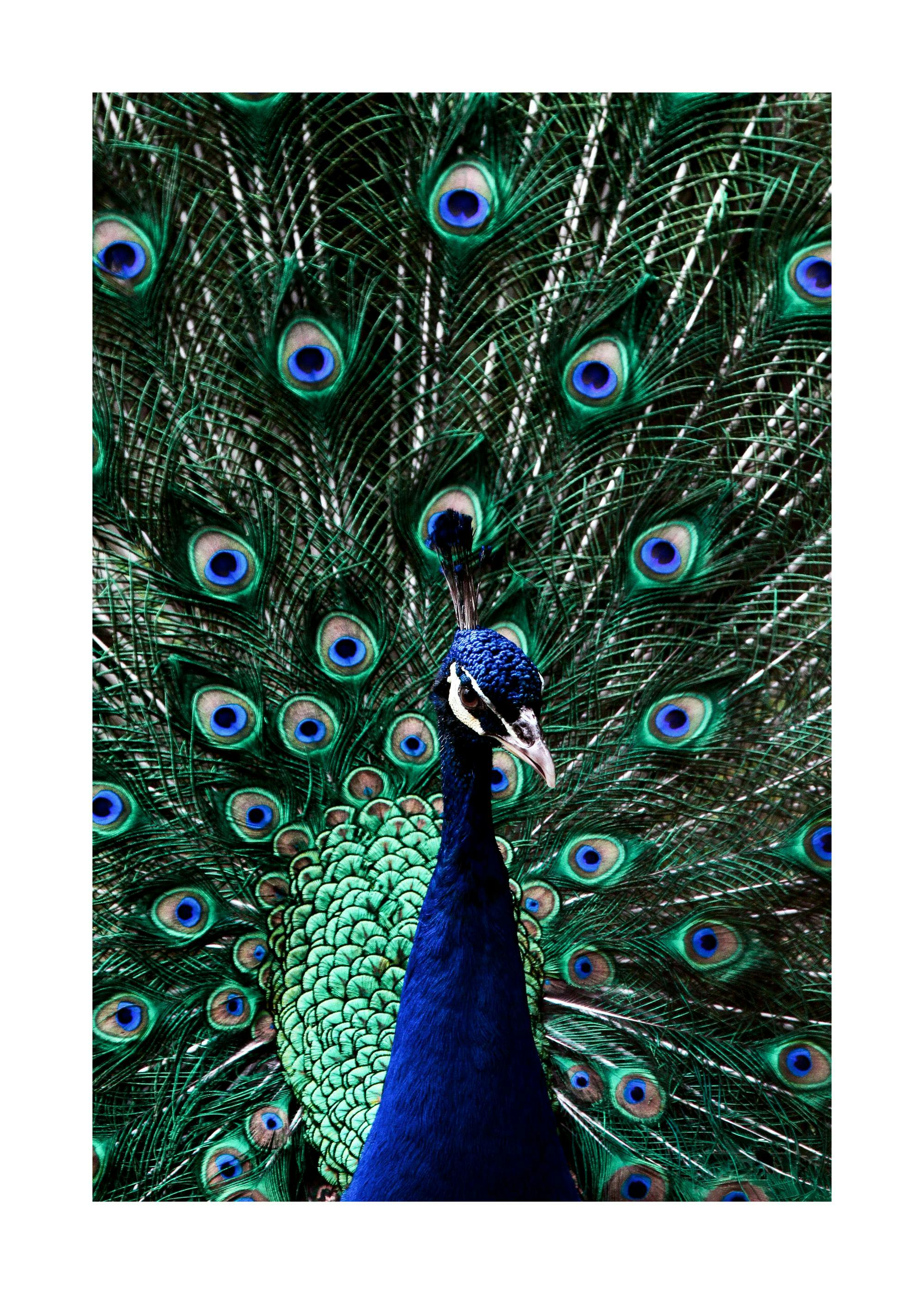 Vibrant peacock poster with iridescent blue and green plumage, fanned tail feathers with prominent eye-spots.