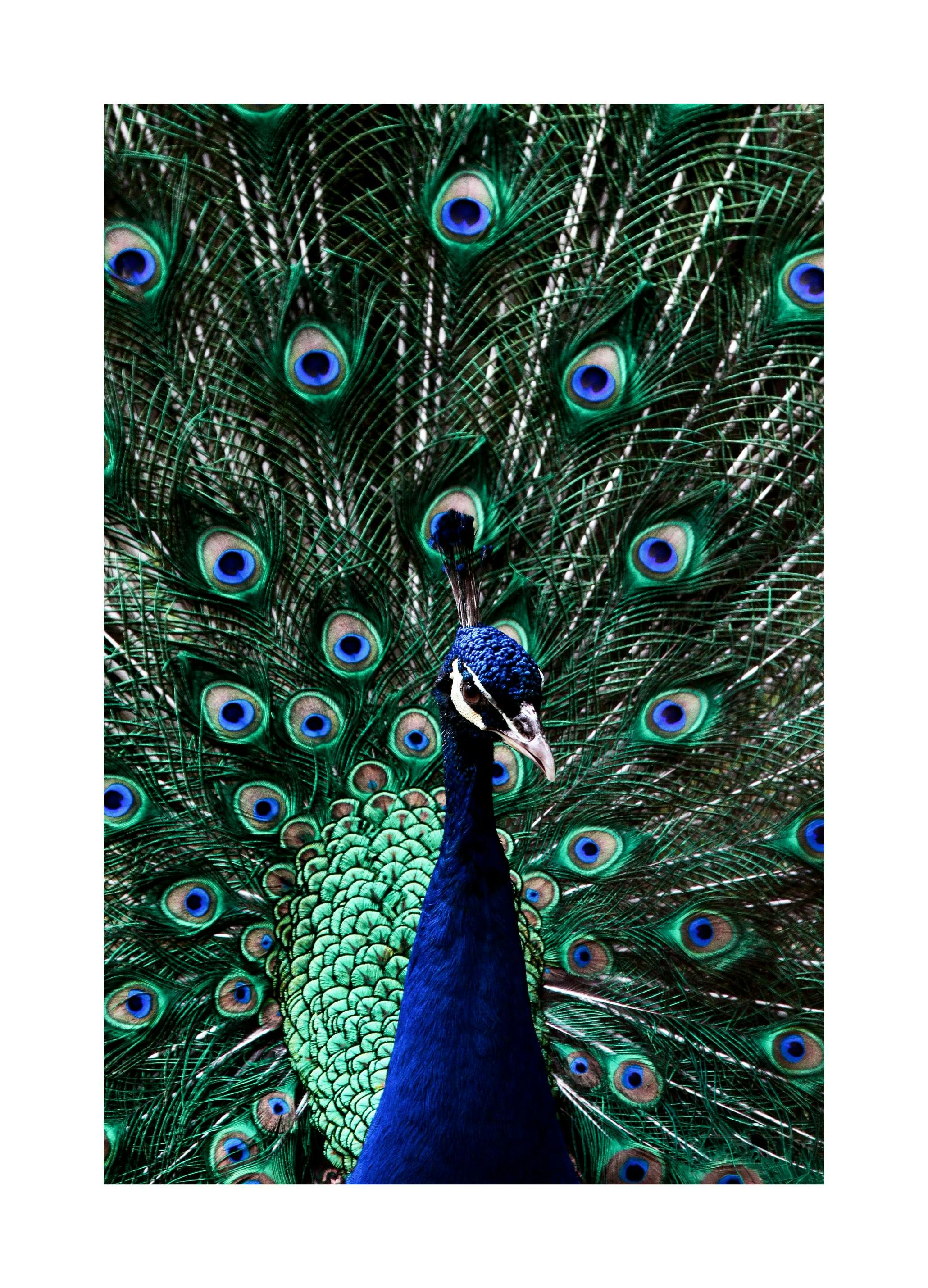 Peacock Poster (30x40 cm)