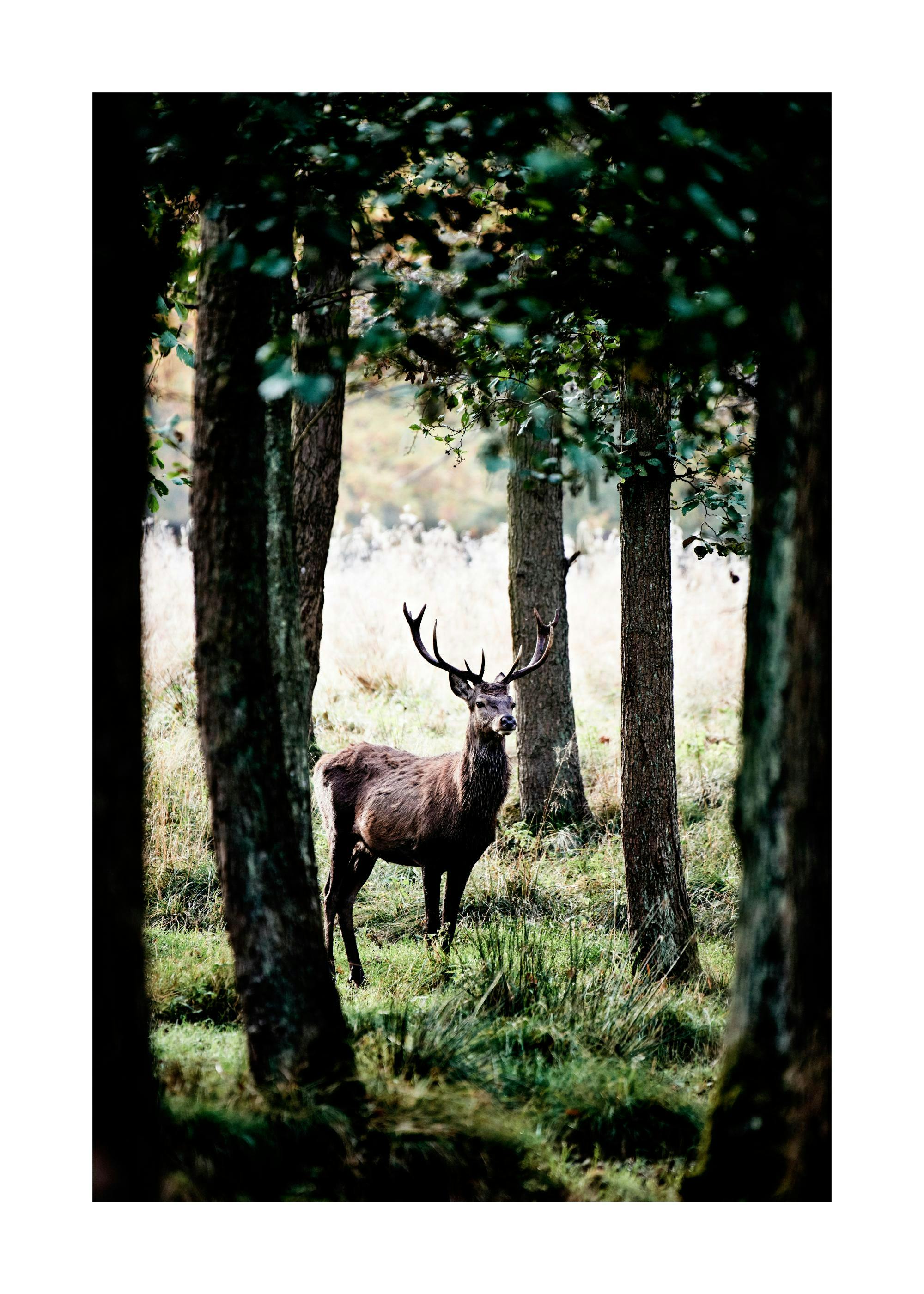 Póster com veado castanho entre árvores de floresta, vegetação verde e luz natural, tema natureza e vida selvagem.