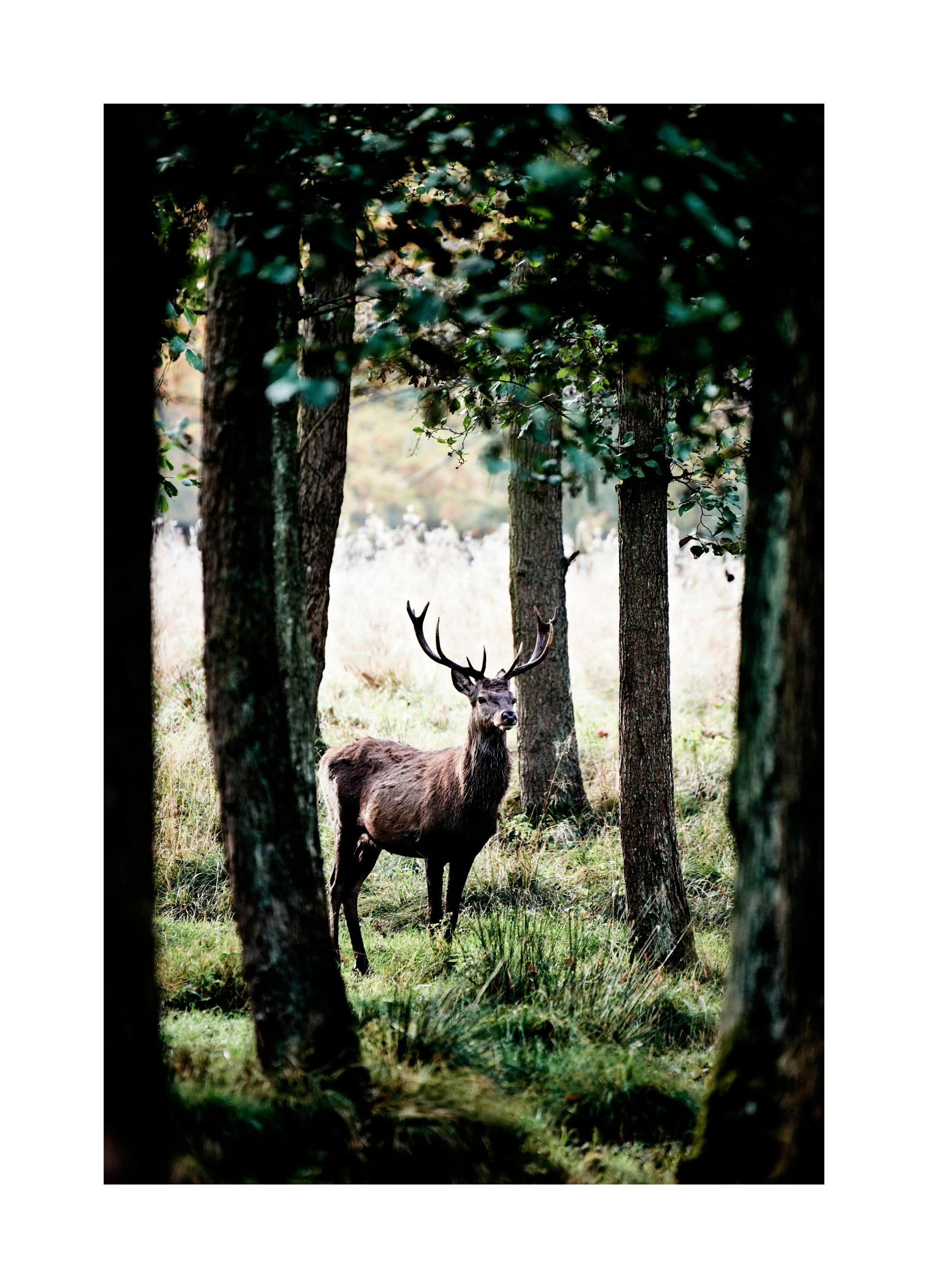 Prints - Stag In Forest Print (50x70 cm) - Nature prints