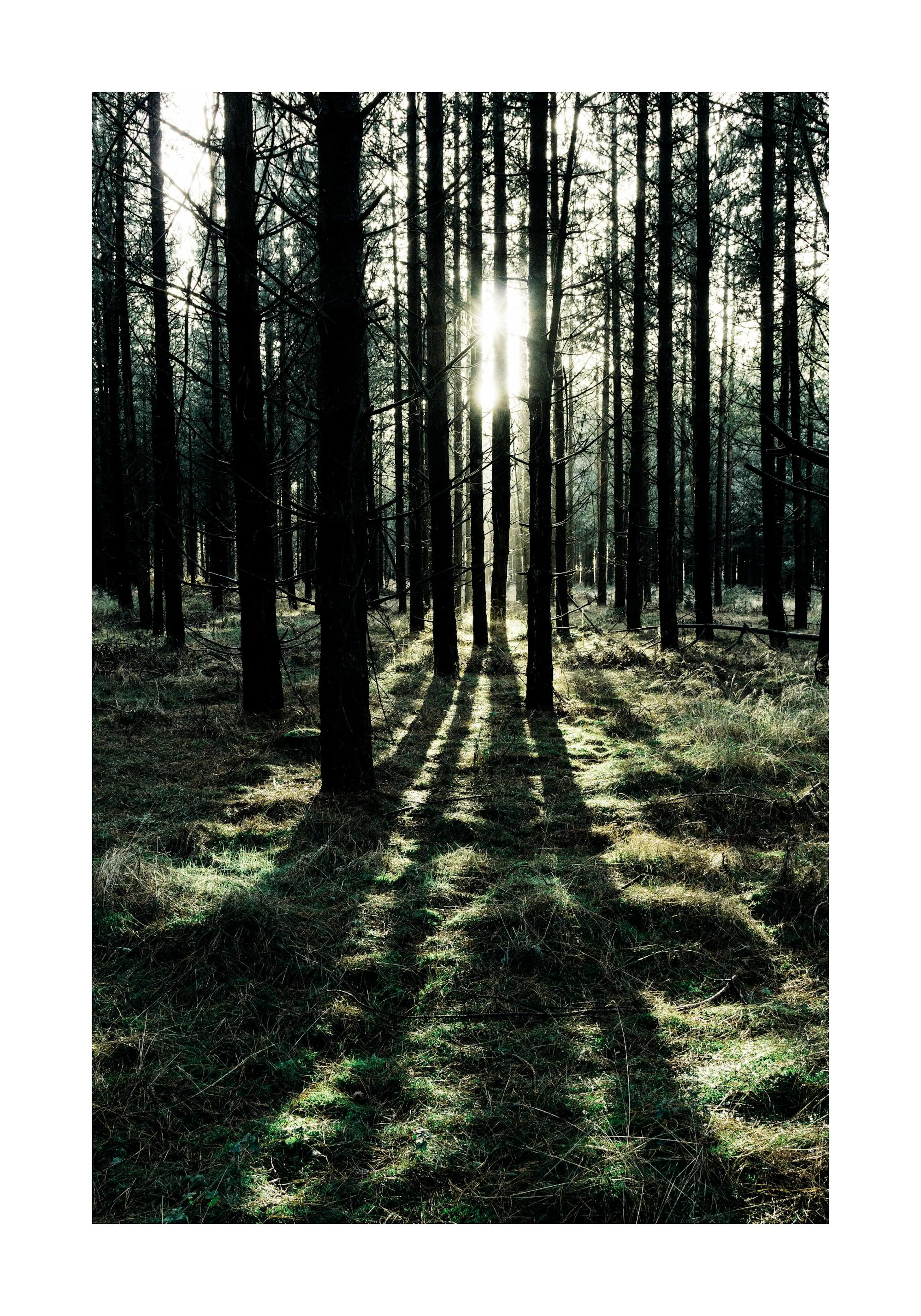 Photograph of a serene forest with sunlight filtering through dark tree trunks, casting long shadows on the mossy ground.
