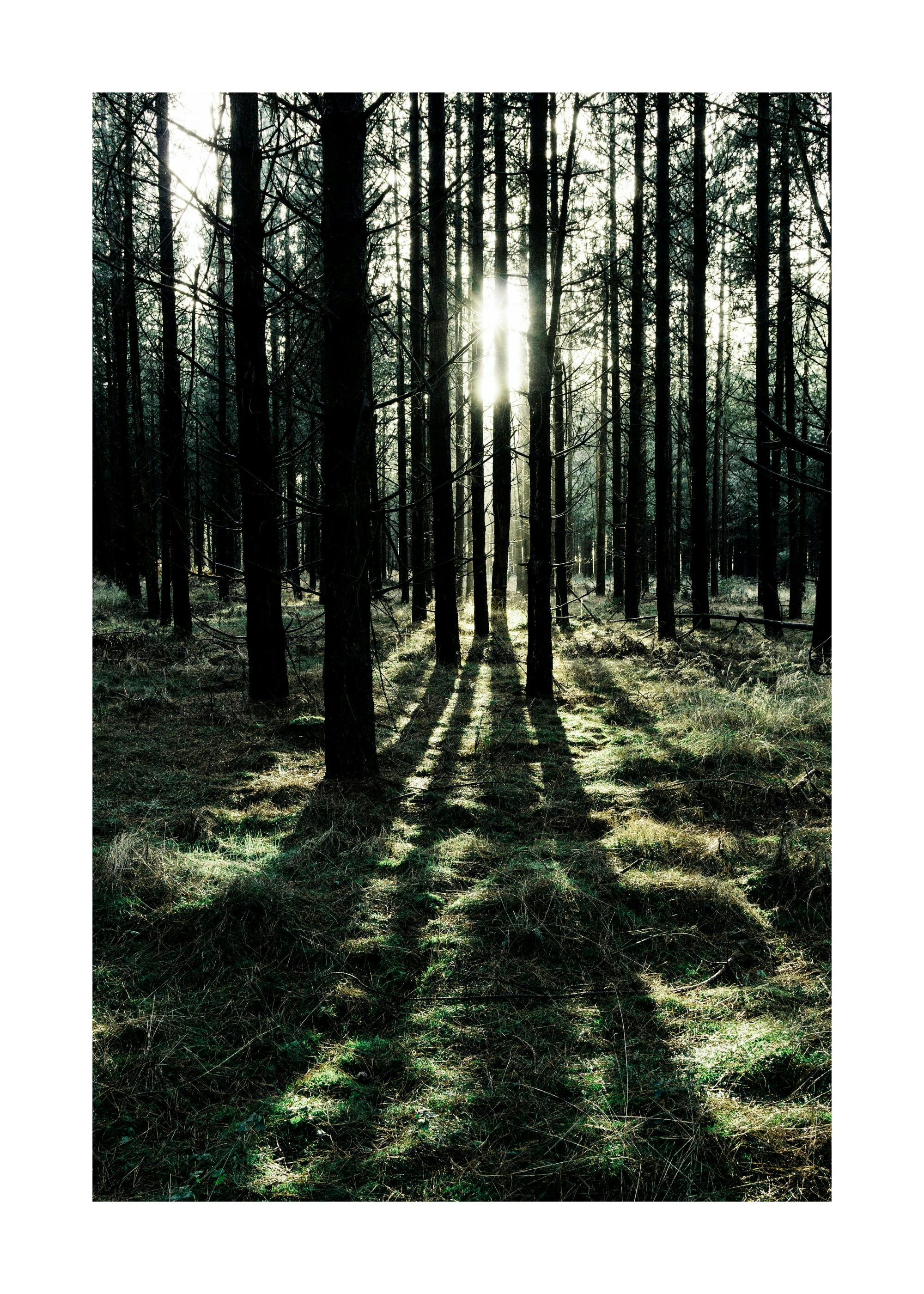 Affiche de forêt avec des arbres sombres et des rayons de soleil brillants projetant des ombres sur lherbe verte