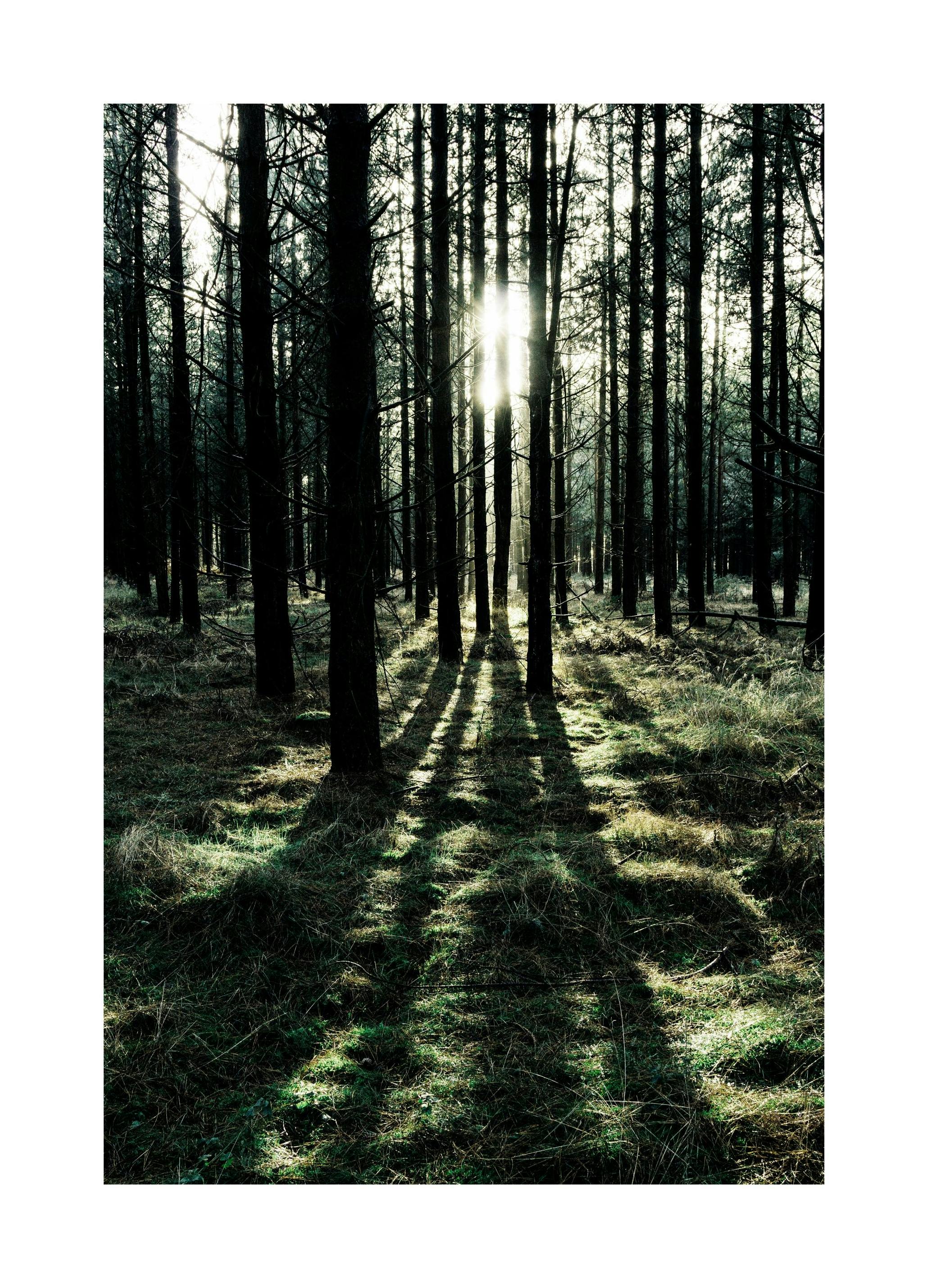 Sunlight In Forest Poster (30x40 cm)