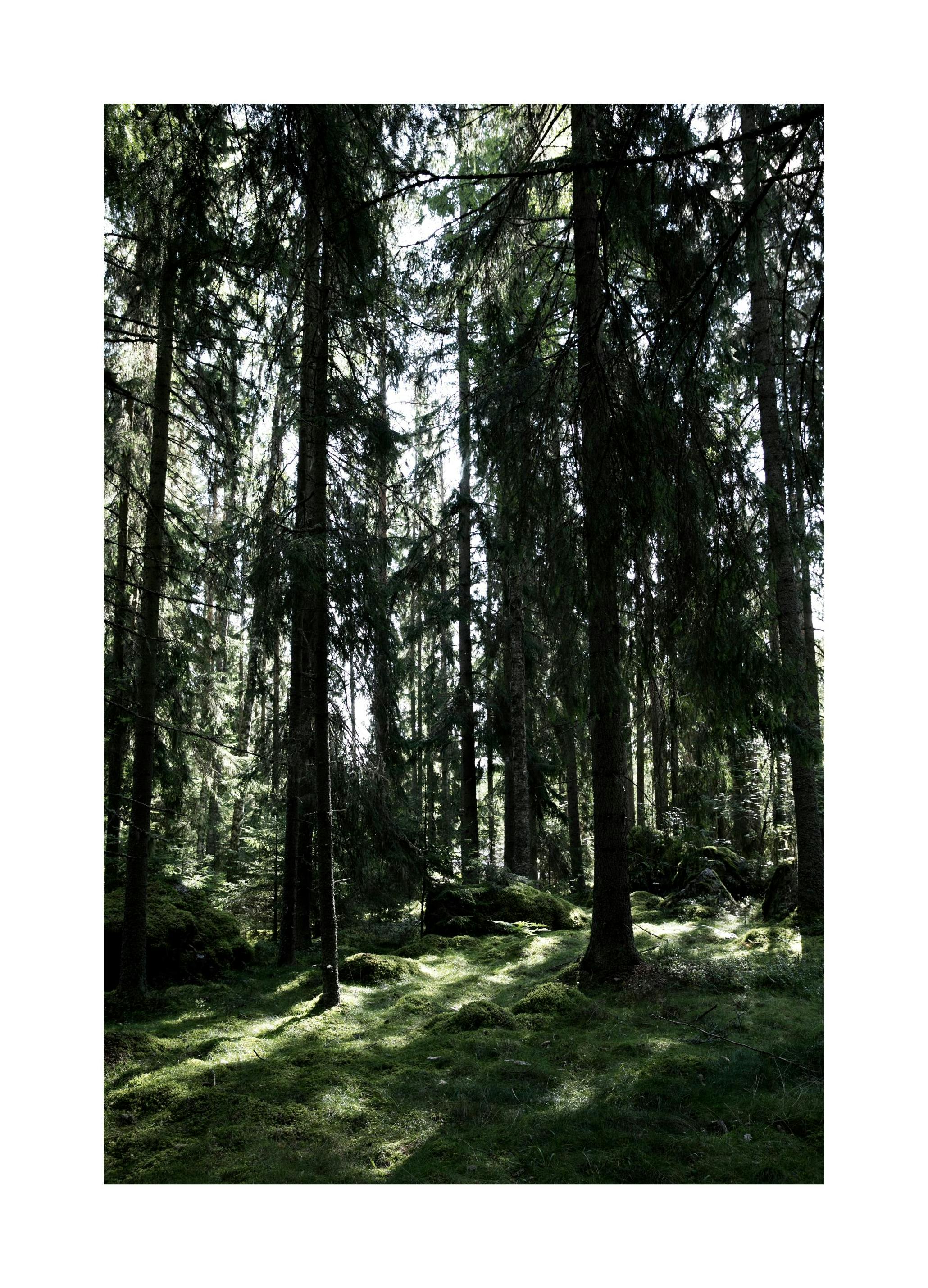 Forest Trees Poster (50x70 cm)