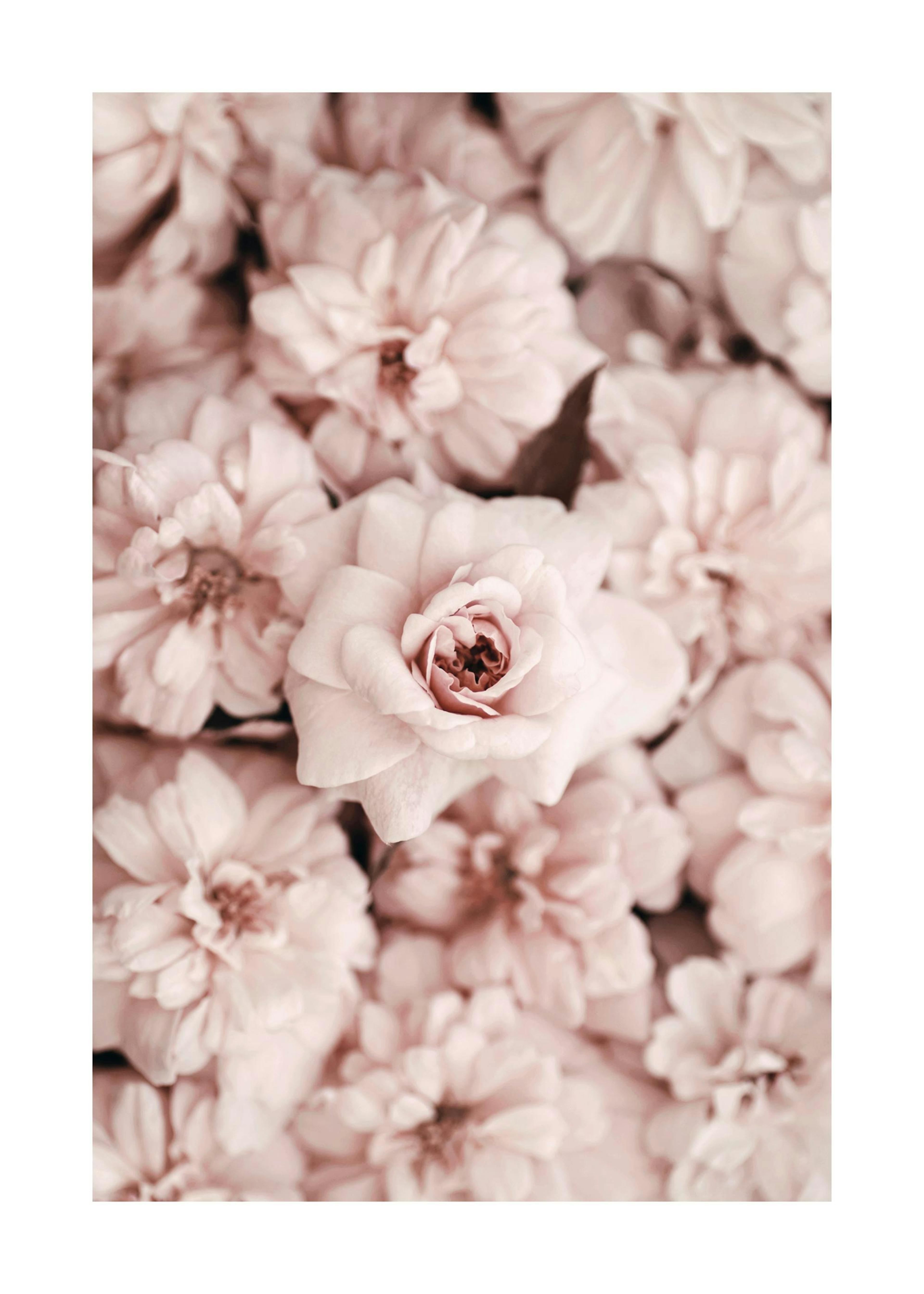 Bed Of Flowers Poster 0