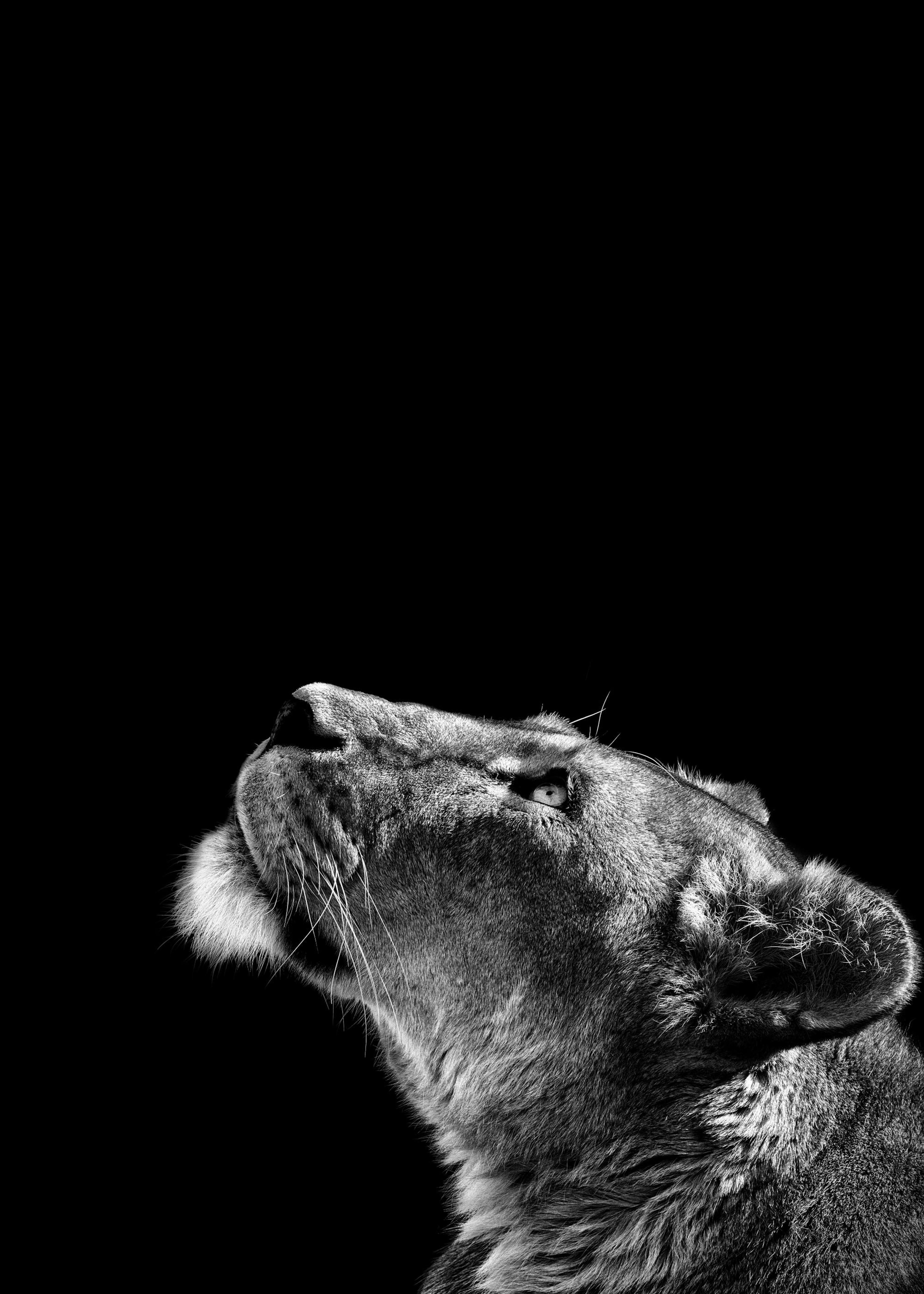 Lioness Poster 0