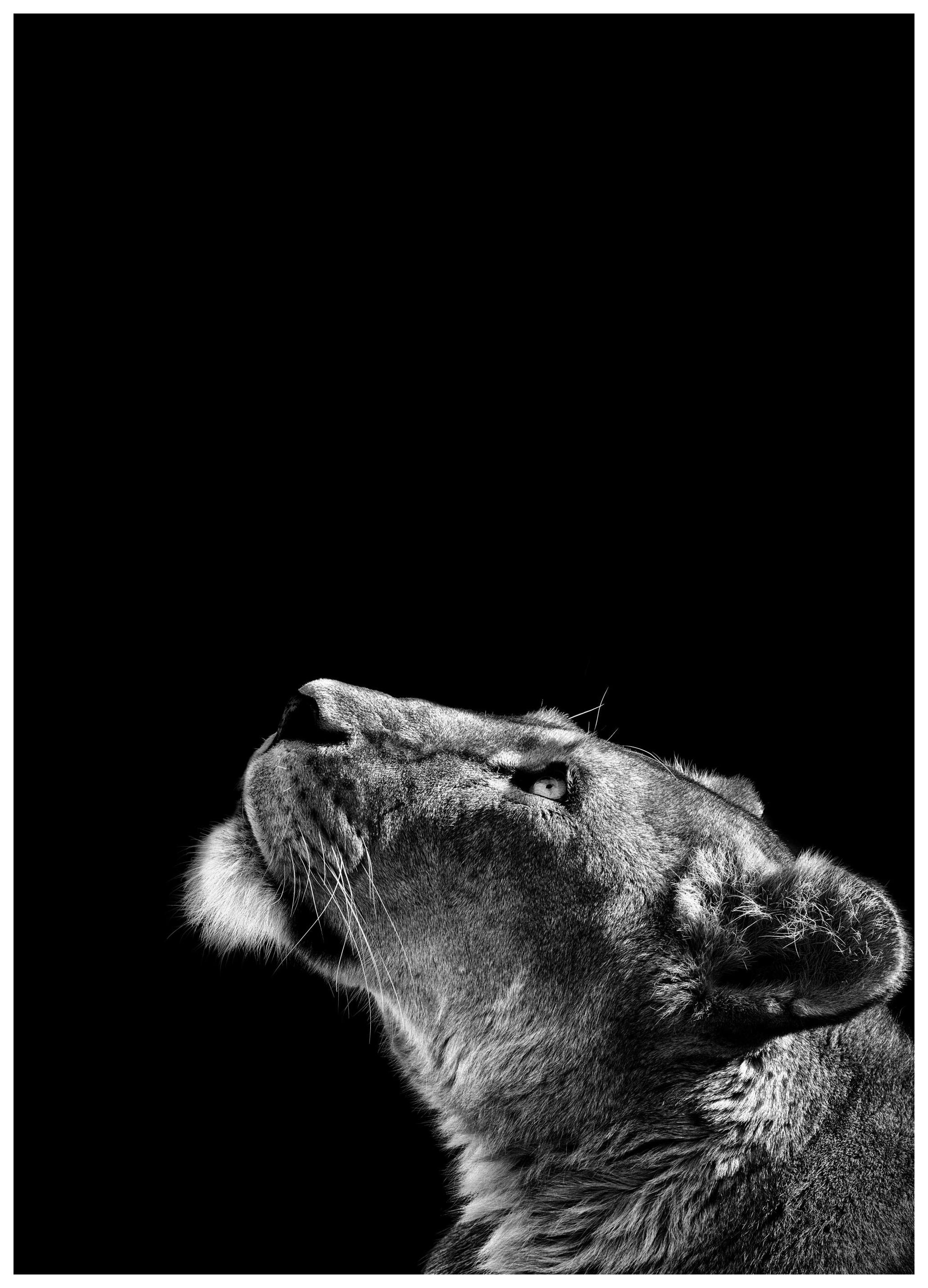 Lioness Plakat (50x70 cm) - Plakater > Svarthvitt plakater