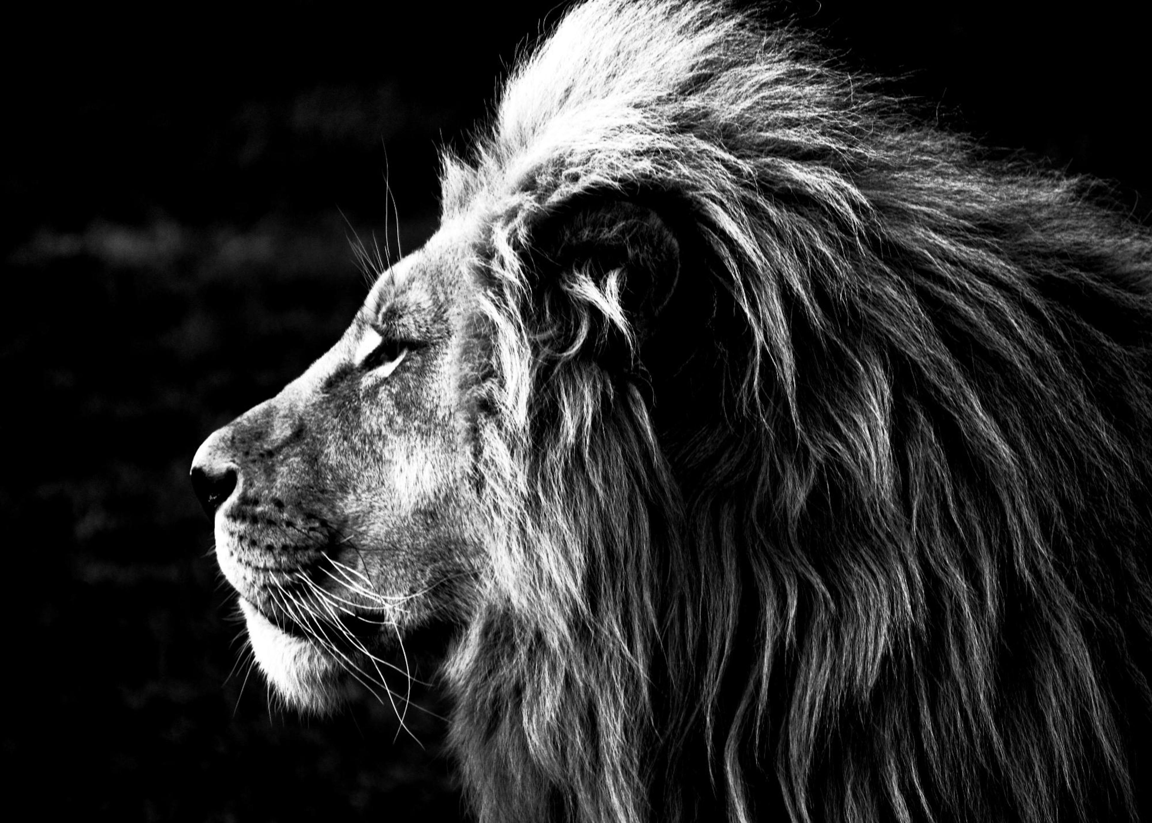 Lion B&W 포스터 0