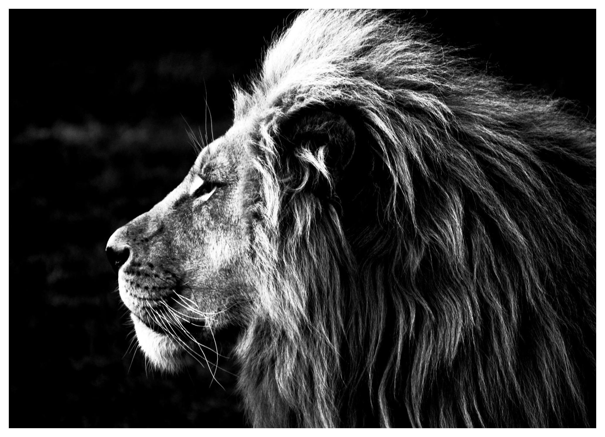 Lion B&W Poster (50x70 cm) -  Schwarz-Weiß-Bilder