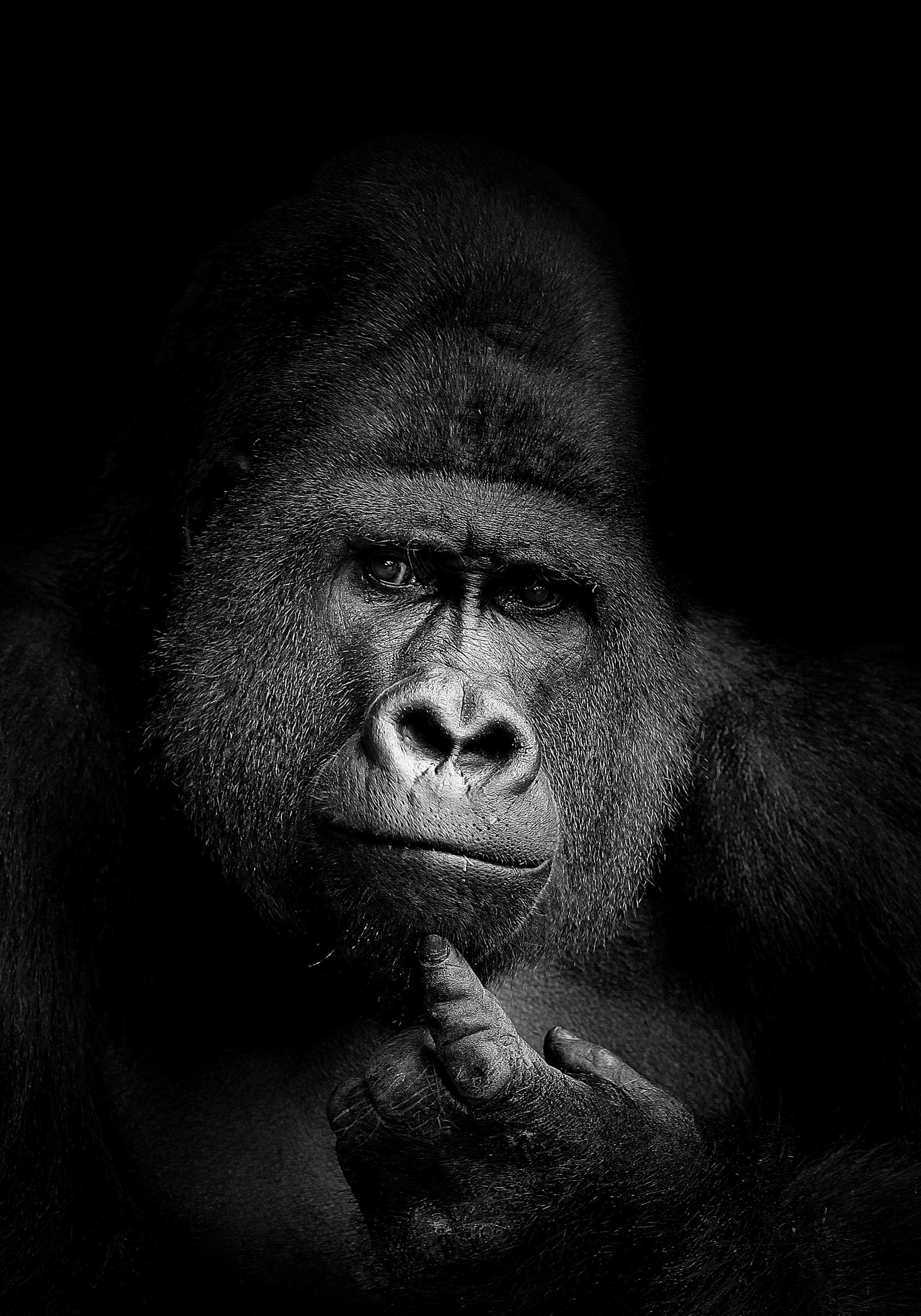 Black and white gorilla portrait, deep thoughtful expression, finger on chin, dramatic lighting.