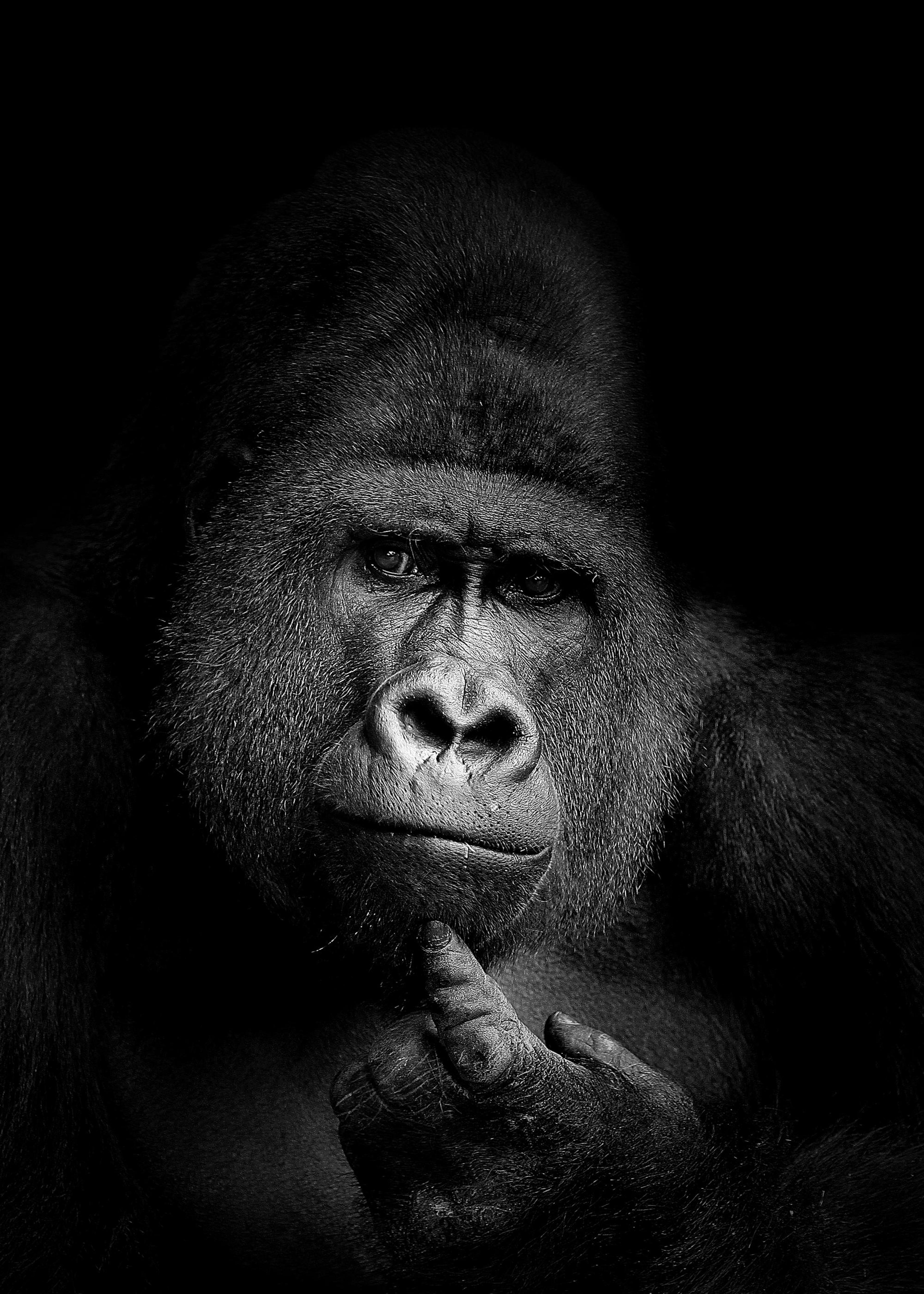 Gorilla B&W Plakat 0