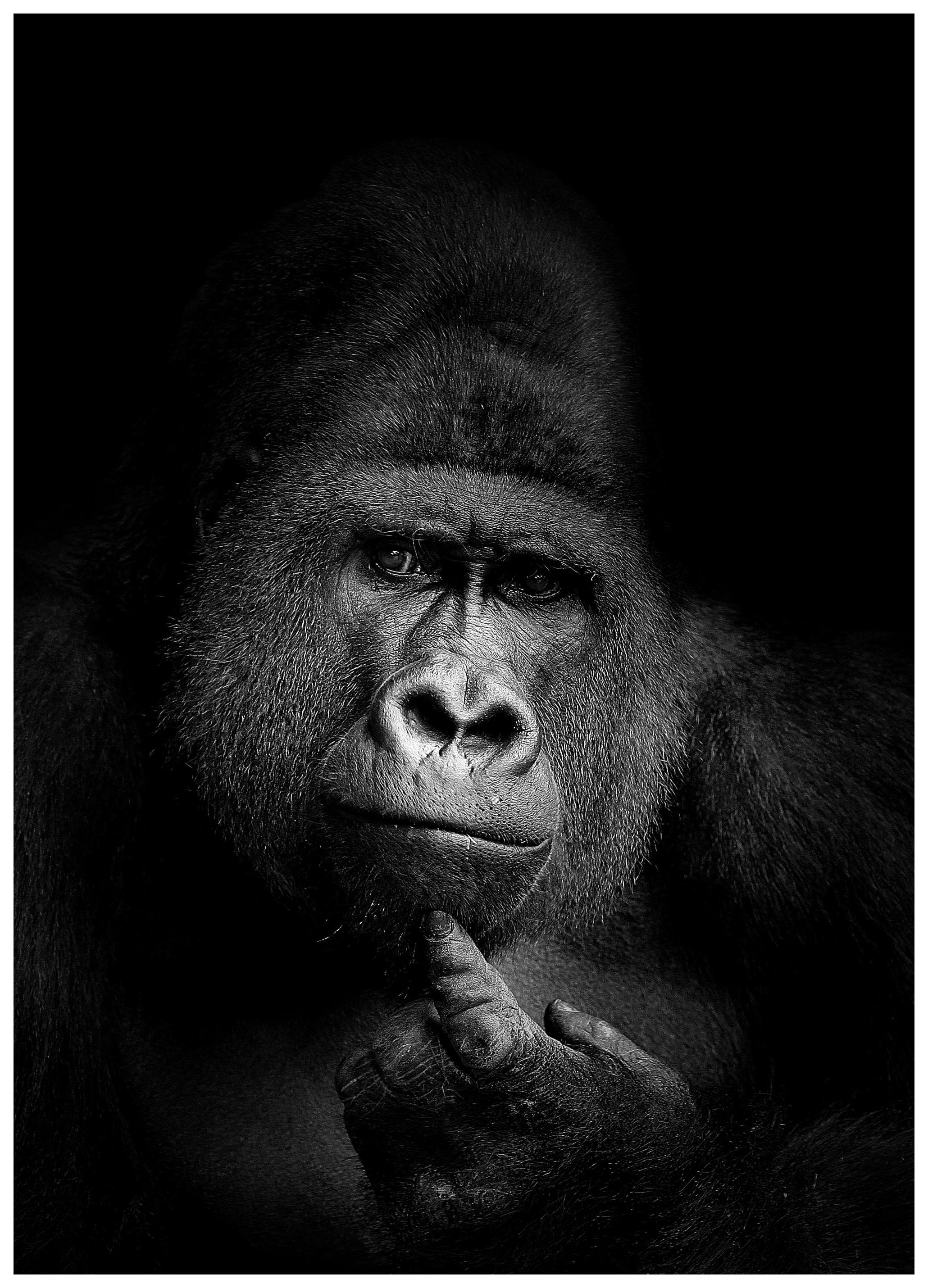 Gorilla B&W Poster (70x100 cm) - Zwart wit posters