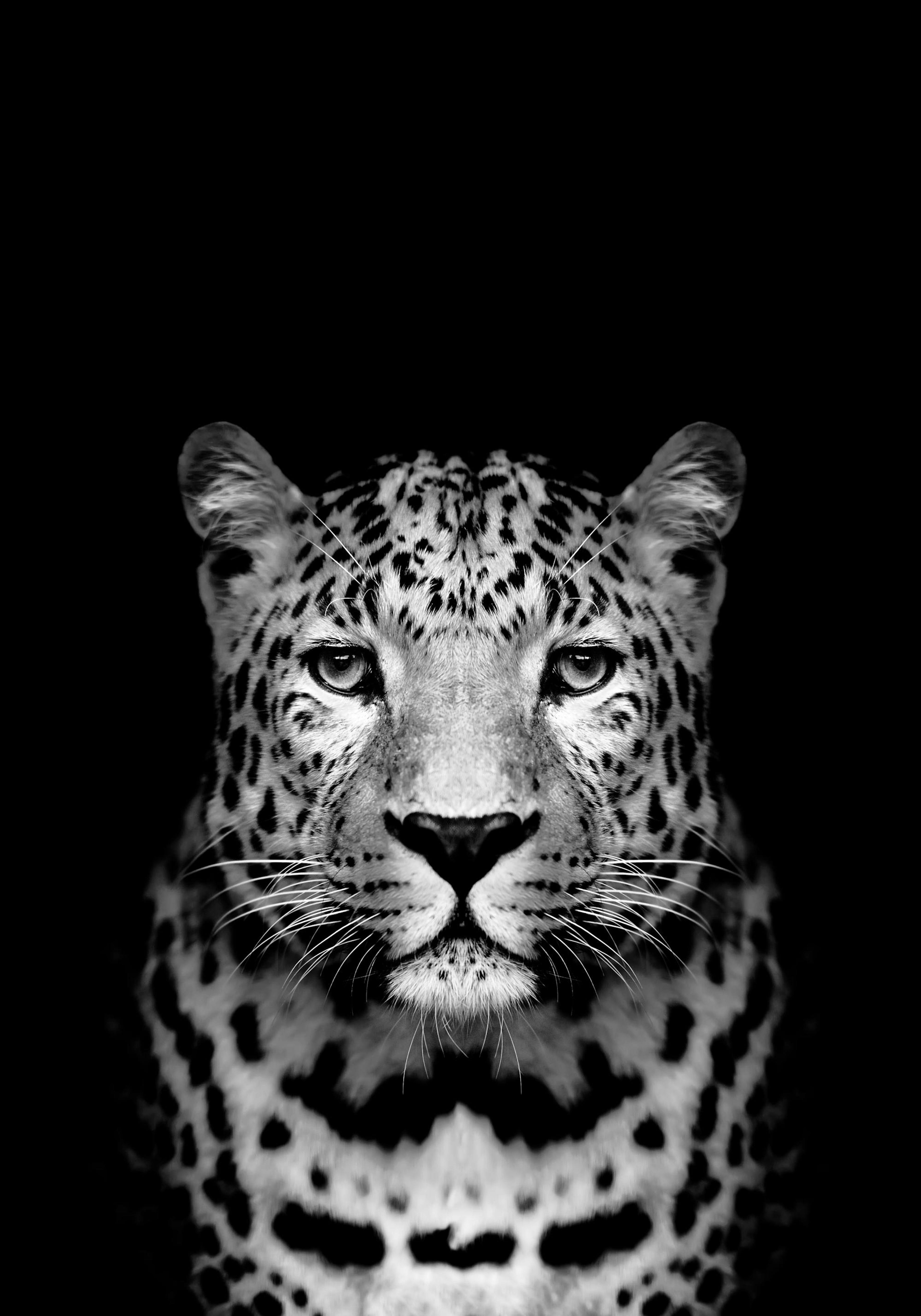 Póster de leopardo en blanco y negro, retrato frontal de un leopardo con patrones de manchas distintivos.