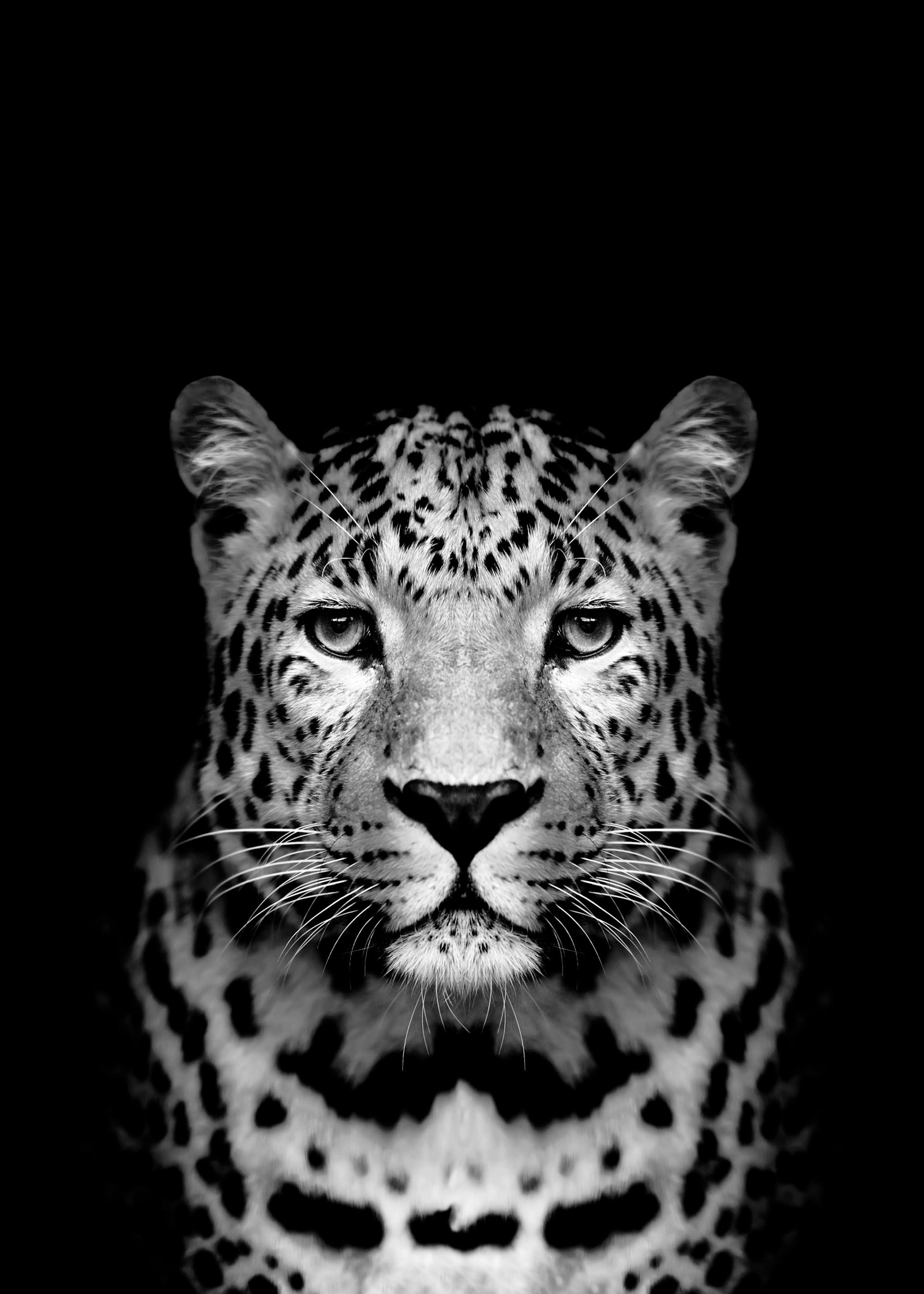 Leopard B&W Plakat 0