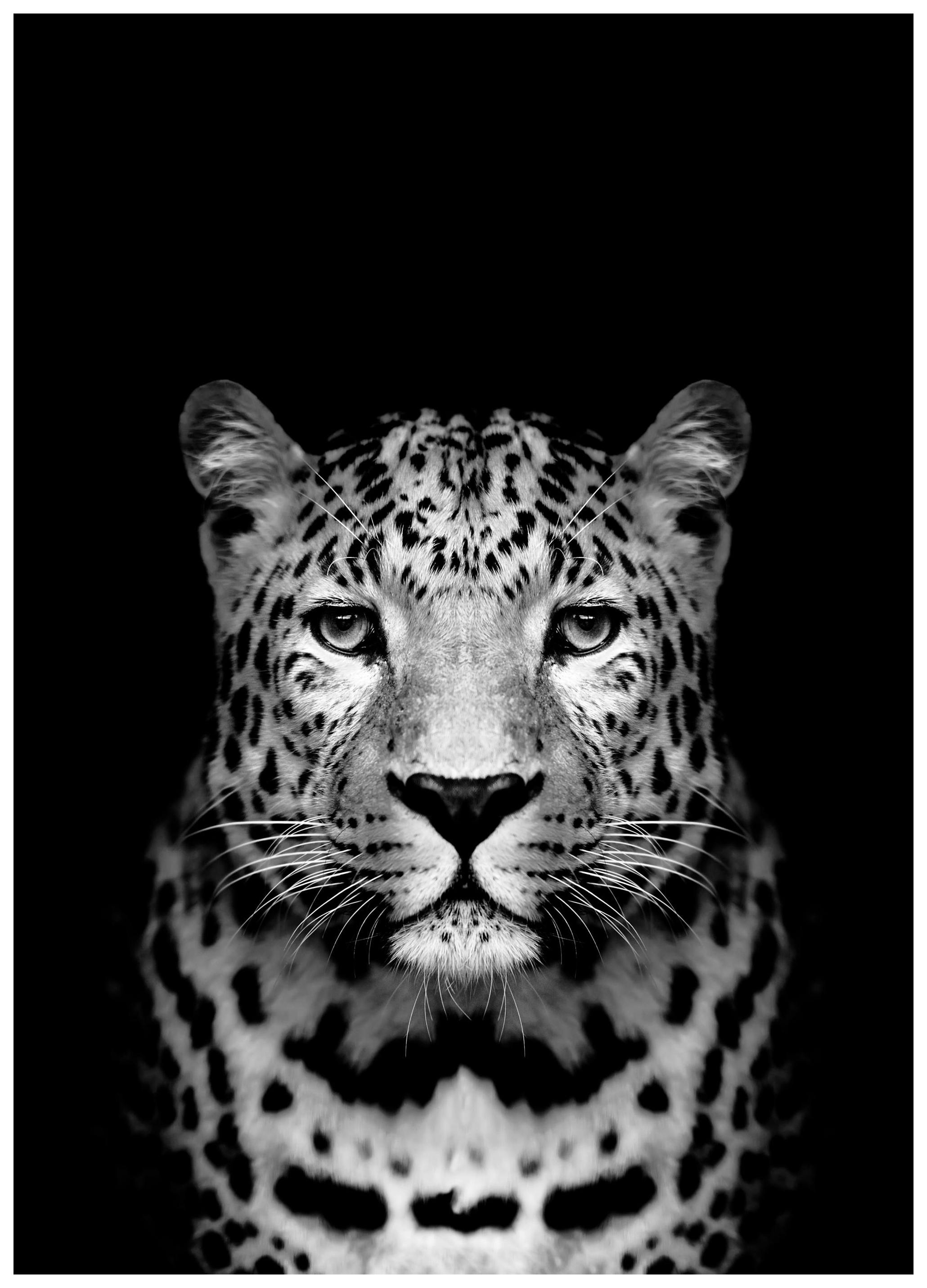 Leopard B&W Poster (70x100 cm)- Quadros a preto e branco