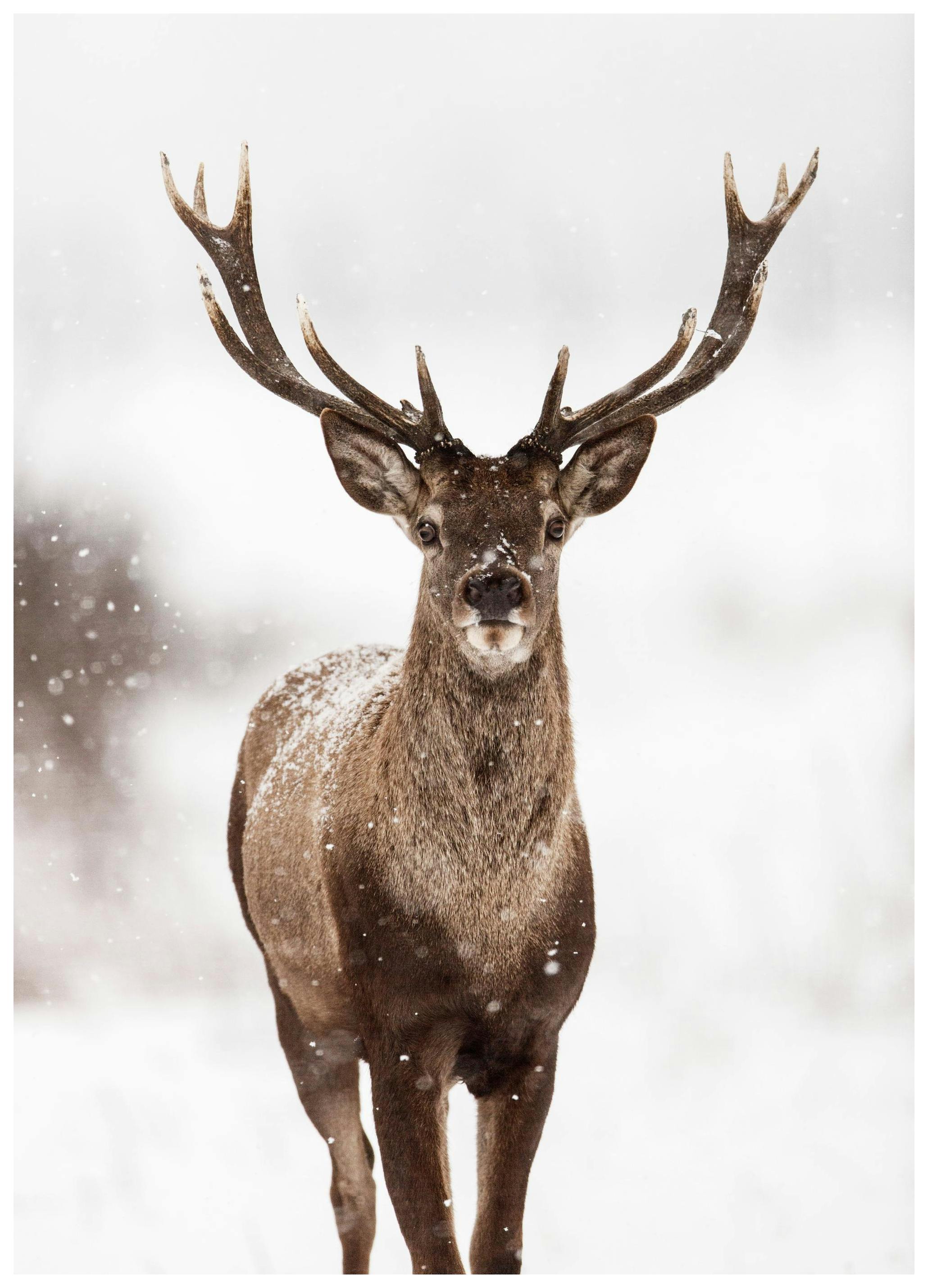 Deer Winter Landscape Poster (50x70 cm)