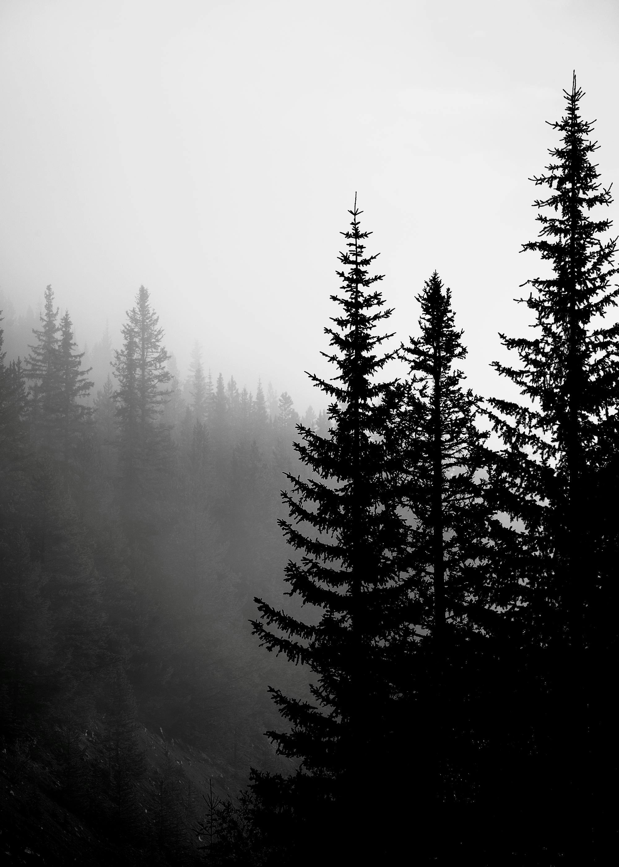 Mystical black and white forest poster, tall fir trees in soft mist, greyscale nature wall art print.