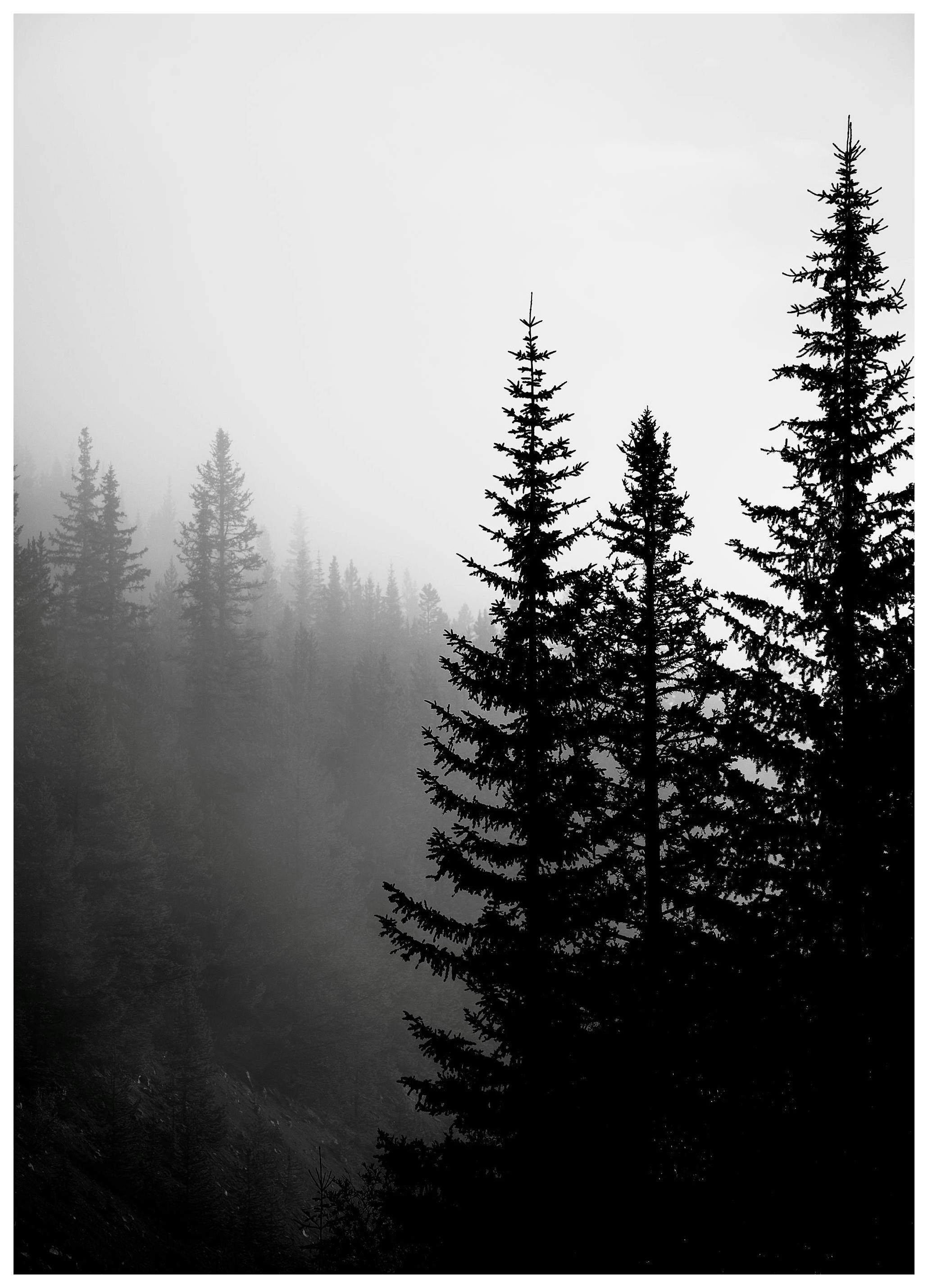 Tree Tops B&W Poster (30x40 cm)