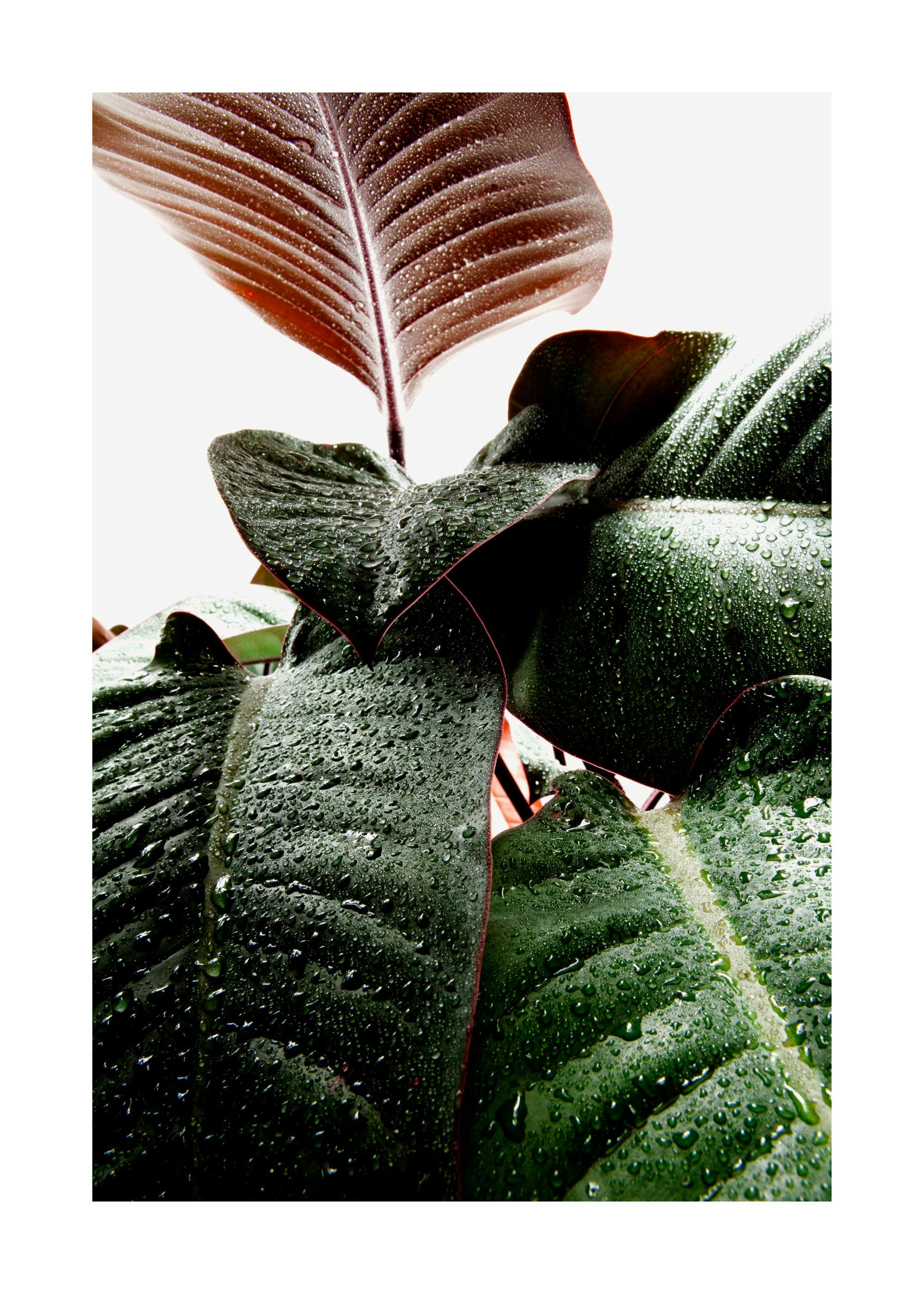 Närbild på mörkgröna gummiblad med vattendroppar och ett rödbrunt blad i bakgrunden, naturmotiv.