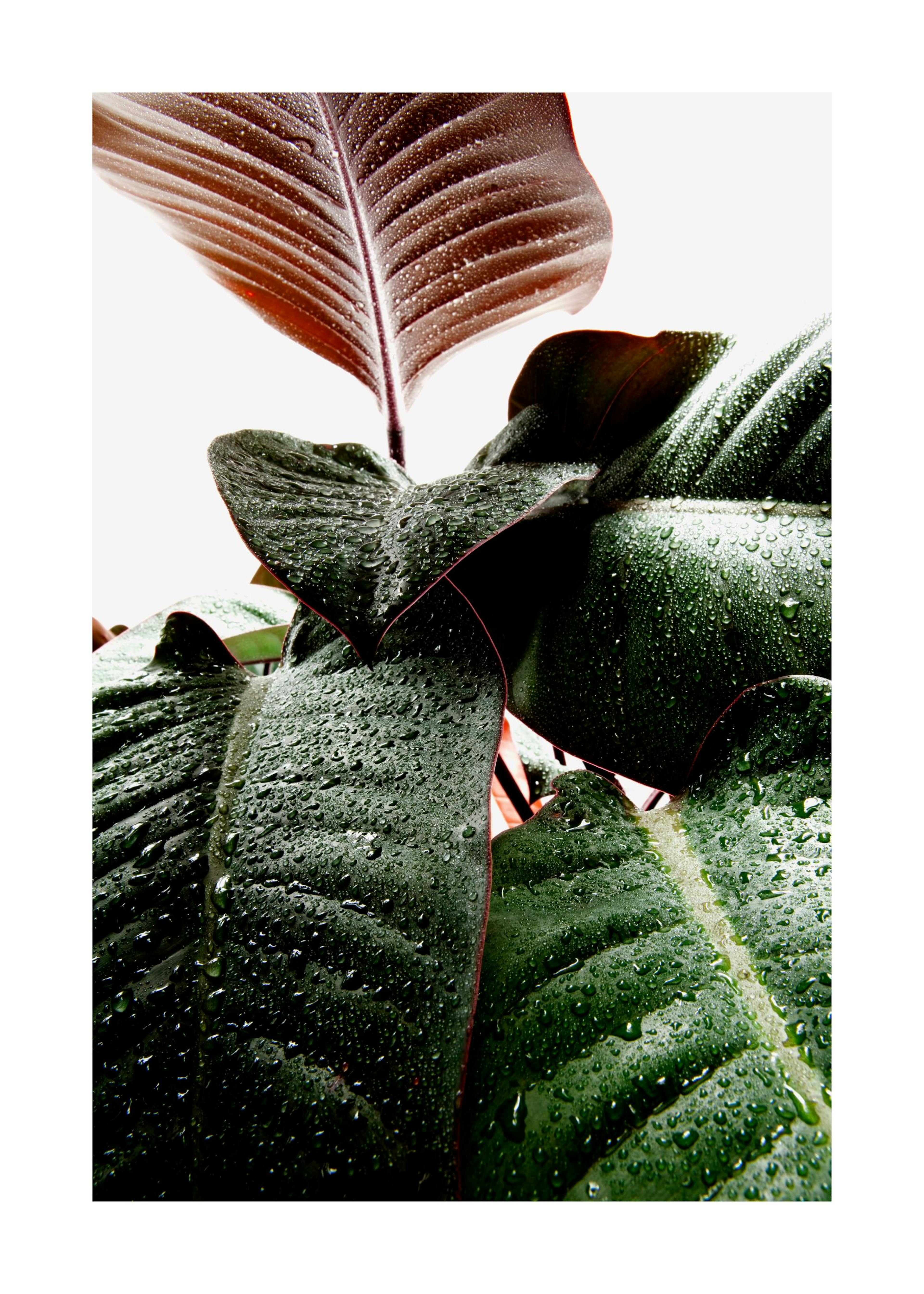 Wet Rubber Leaf One Print 0