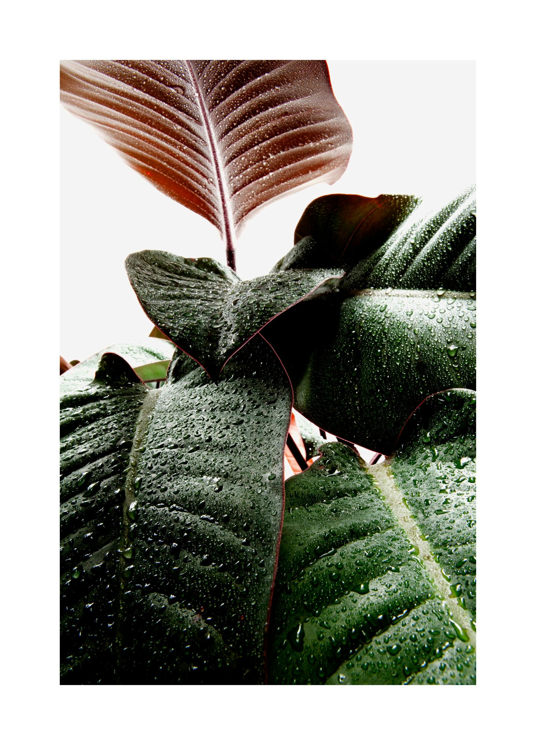 Wet Rubber Leaf One Poster (50x70 cm)- Arte fotográfica