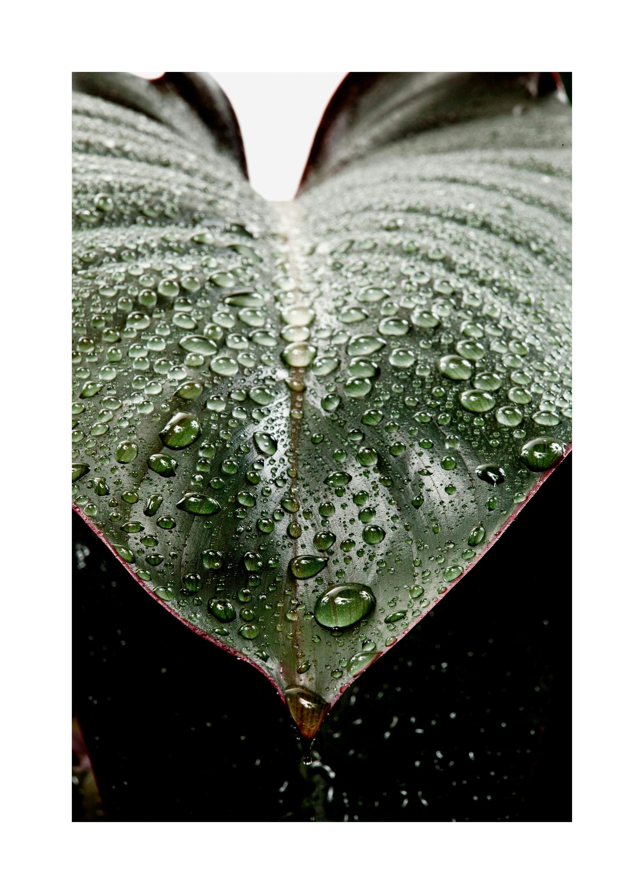 Wet Rubber Leaf Two Poster (50x70 cm)
