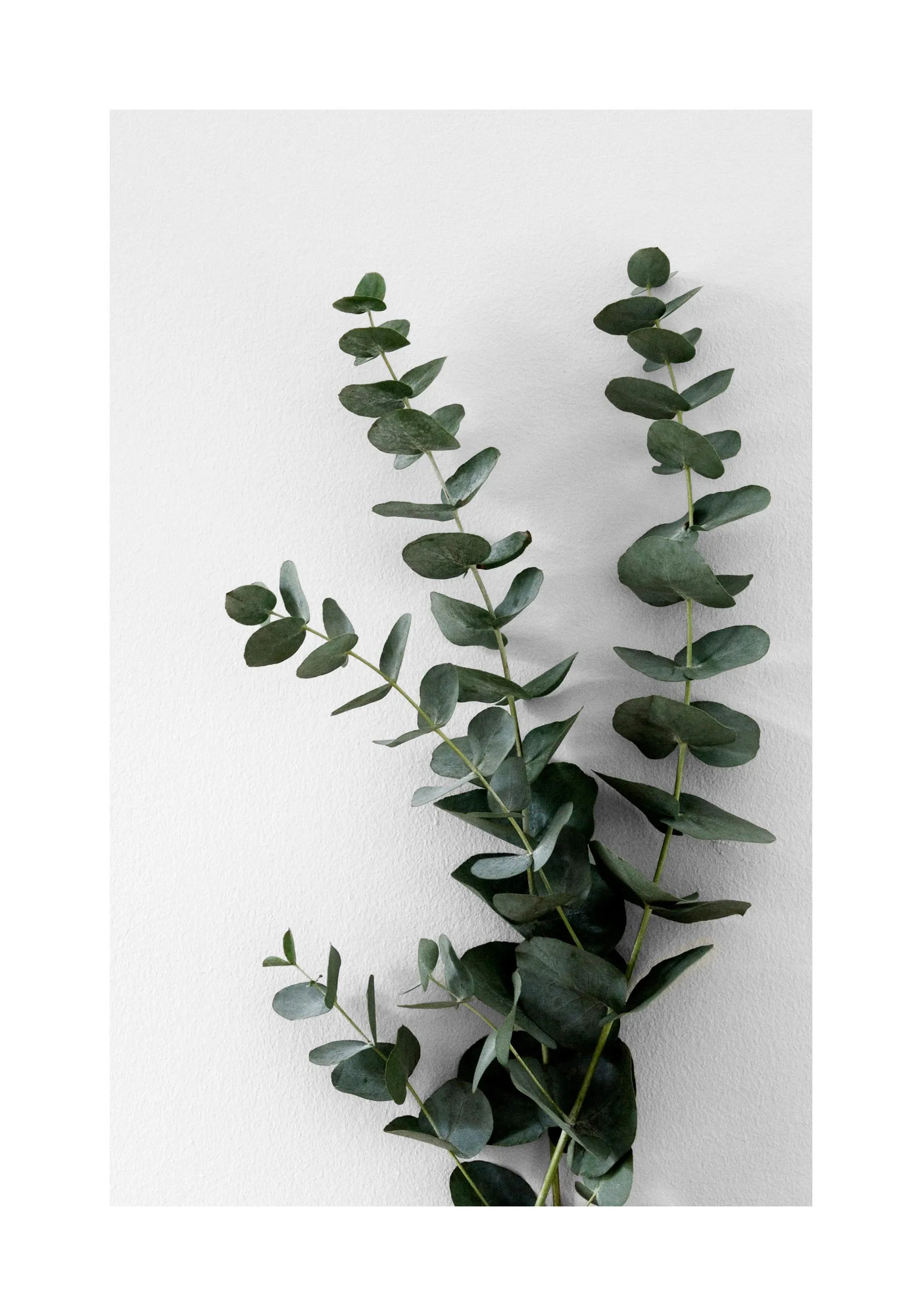 Eucalyptus Branch Two Poster