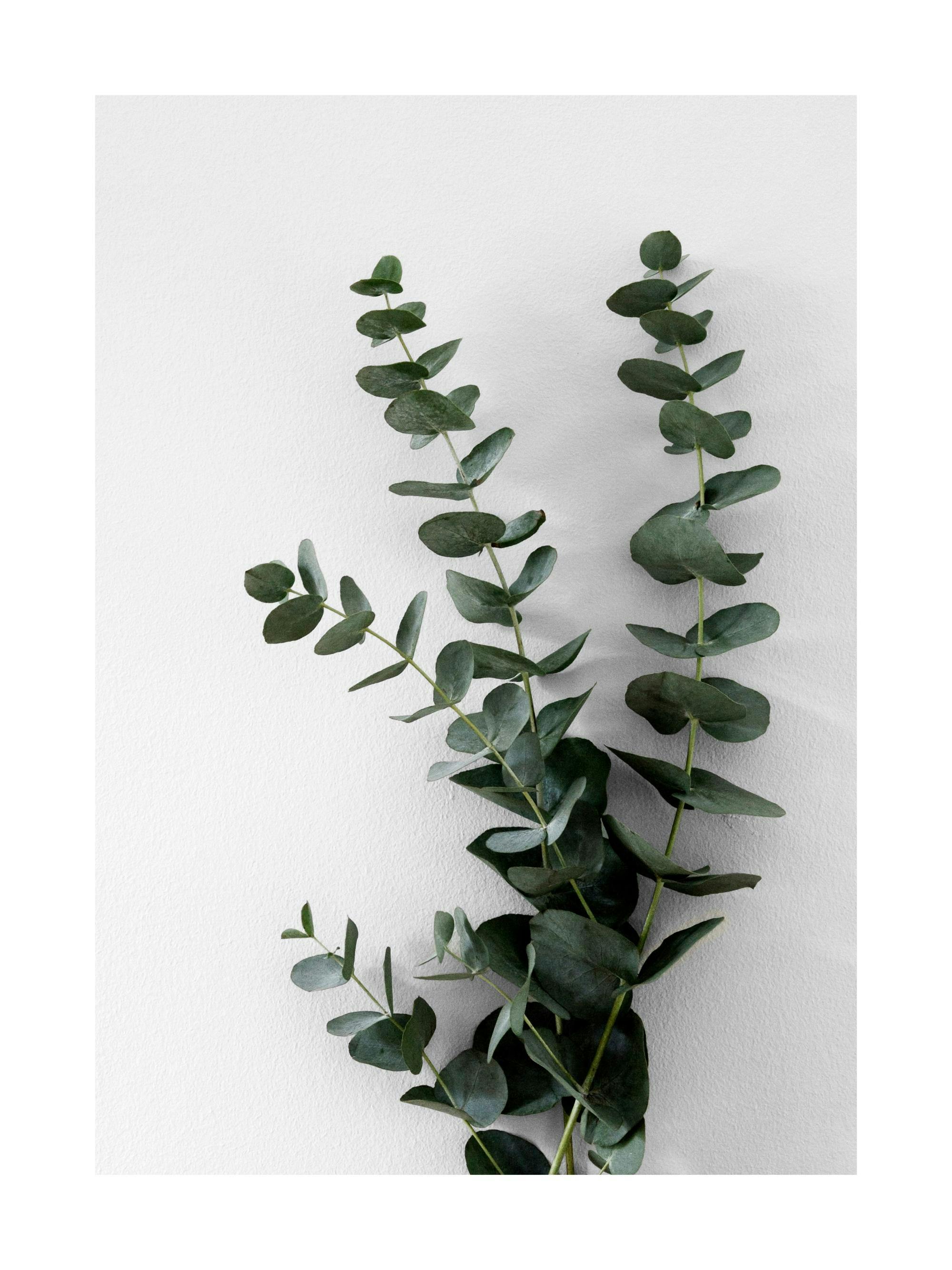 Fotografi av gröna eukalyptuskvistar mot en ljusgrå vägg, med fokus på växtens naturliga skönhet.