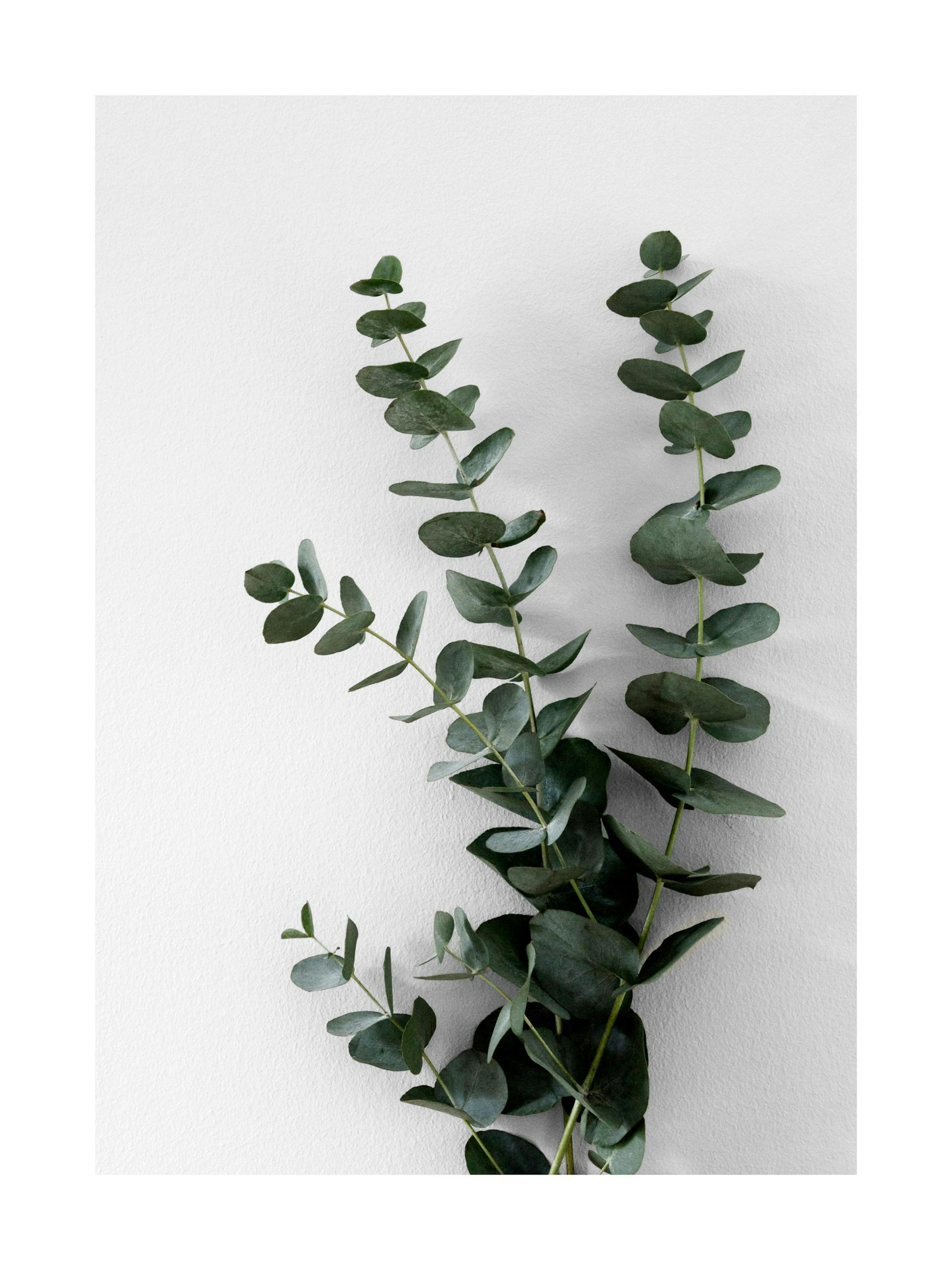 Eucalyptus Branch Two Poster 0
