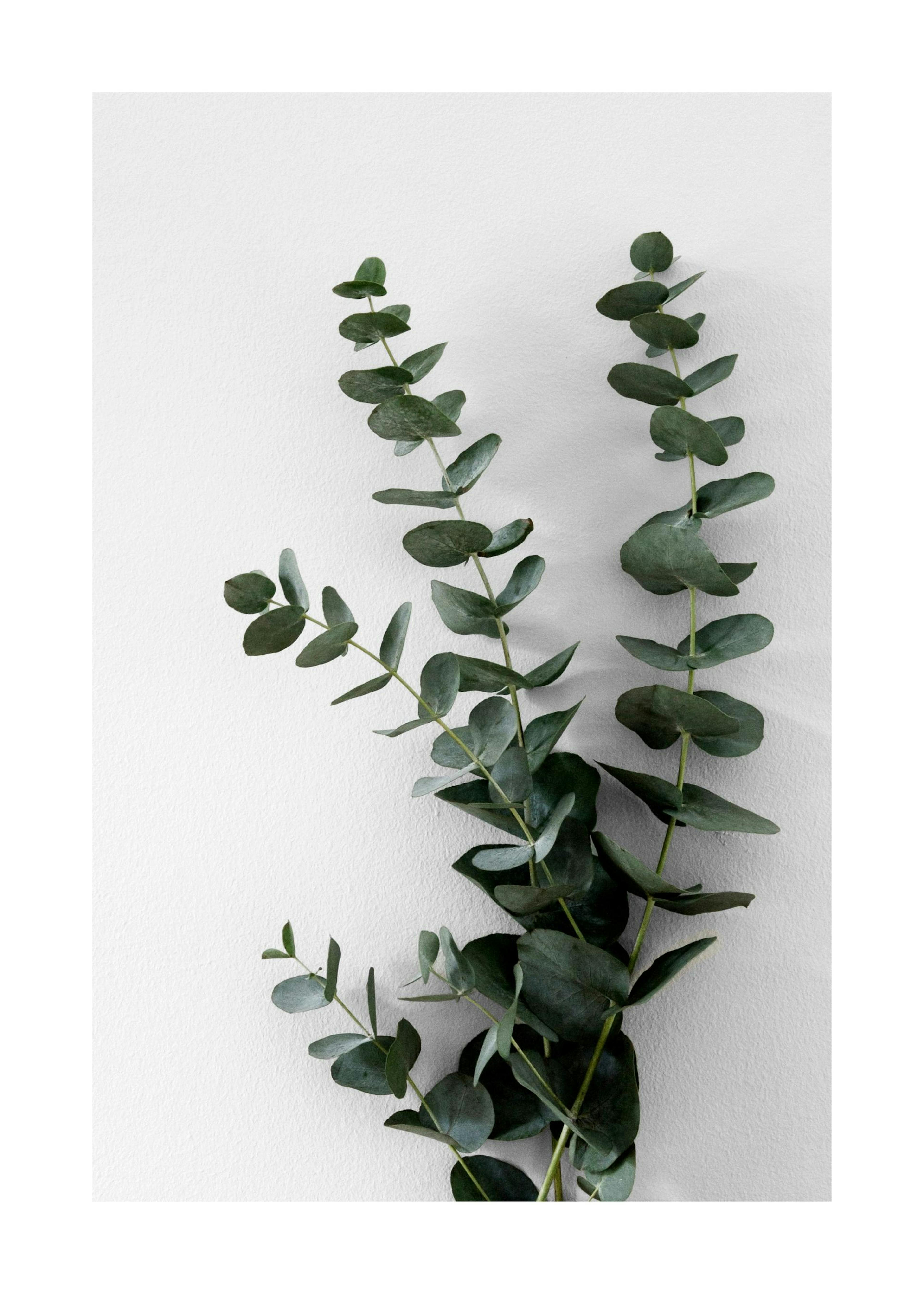 Eucalyptus Branch Two Poster 0