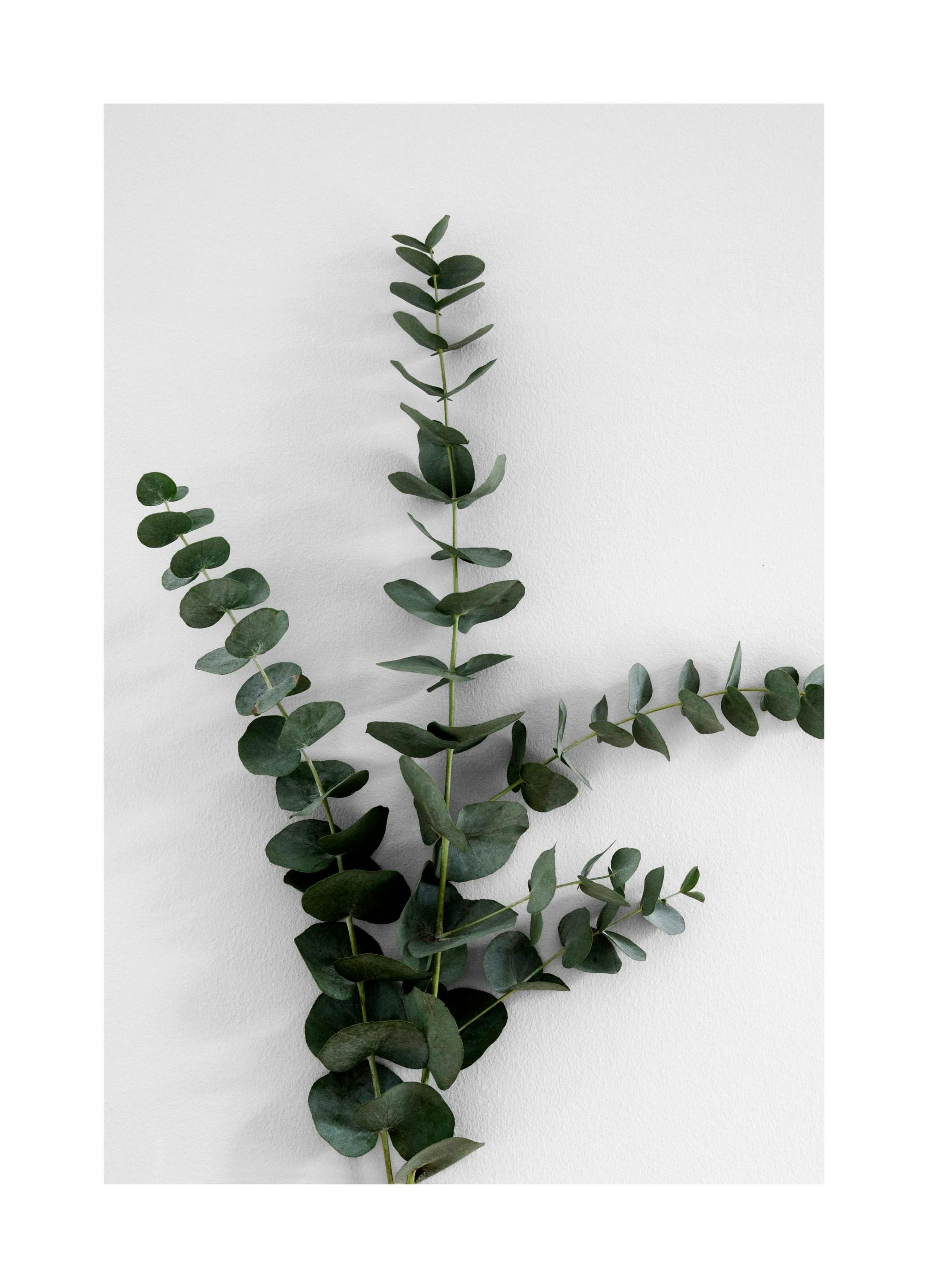Eucalyptus Branch Three Poster (50x70 cm)- Arte fotográfica